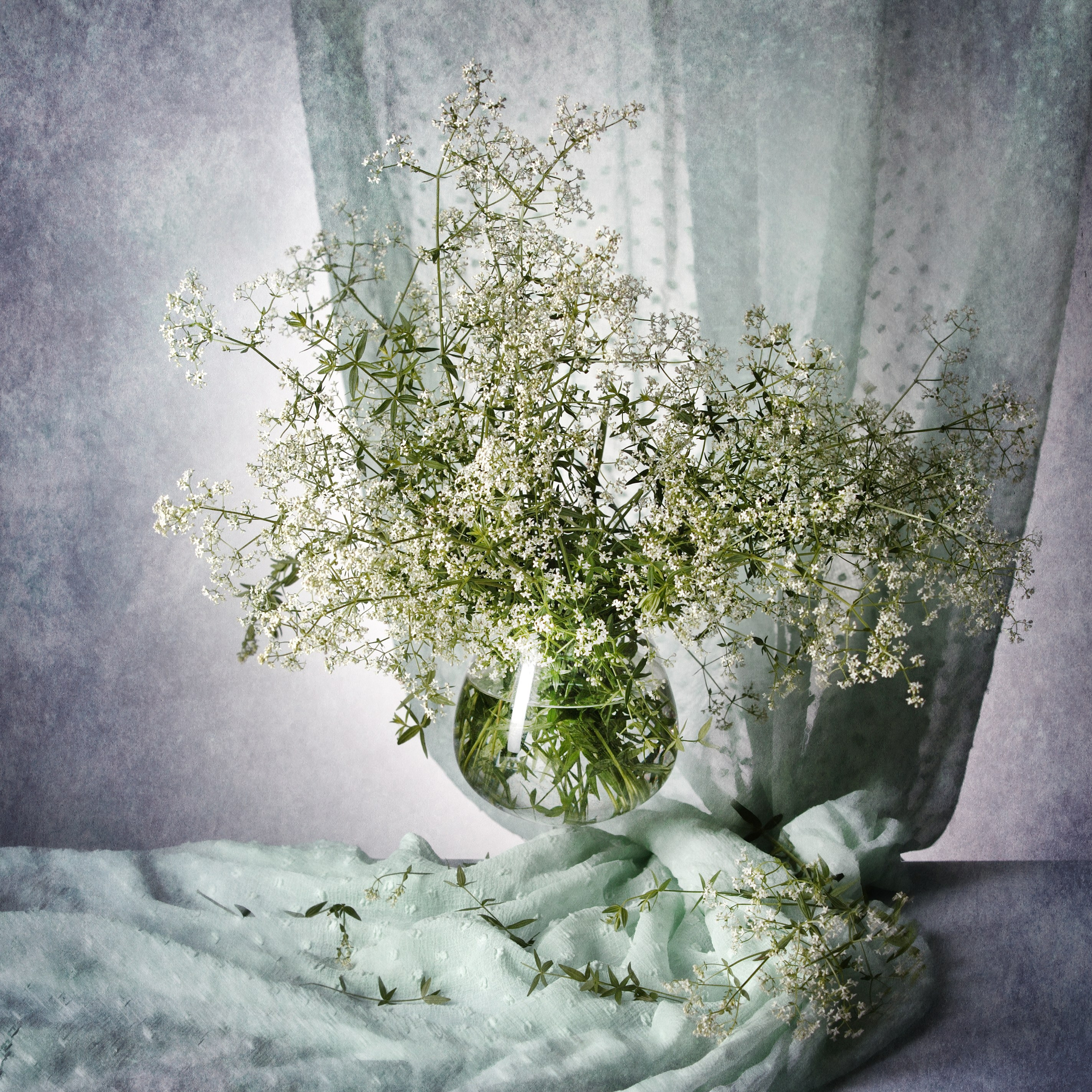 Цветы. Фотограф Мария Кольцова