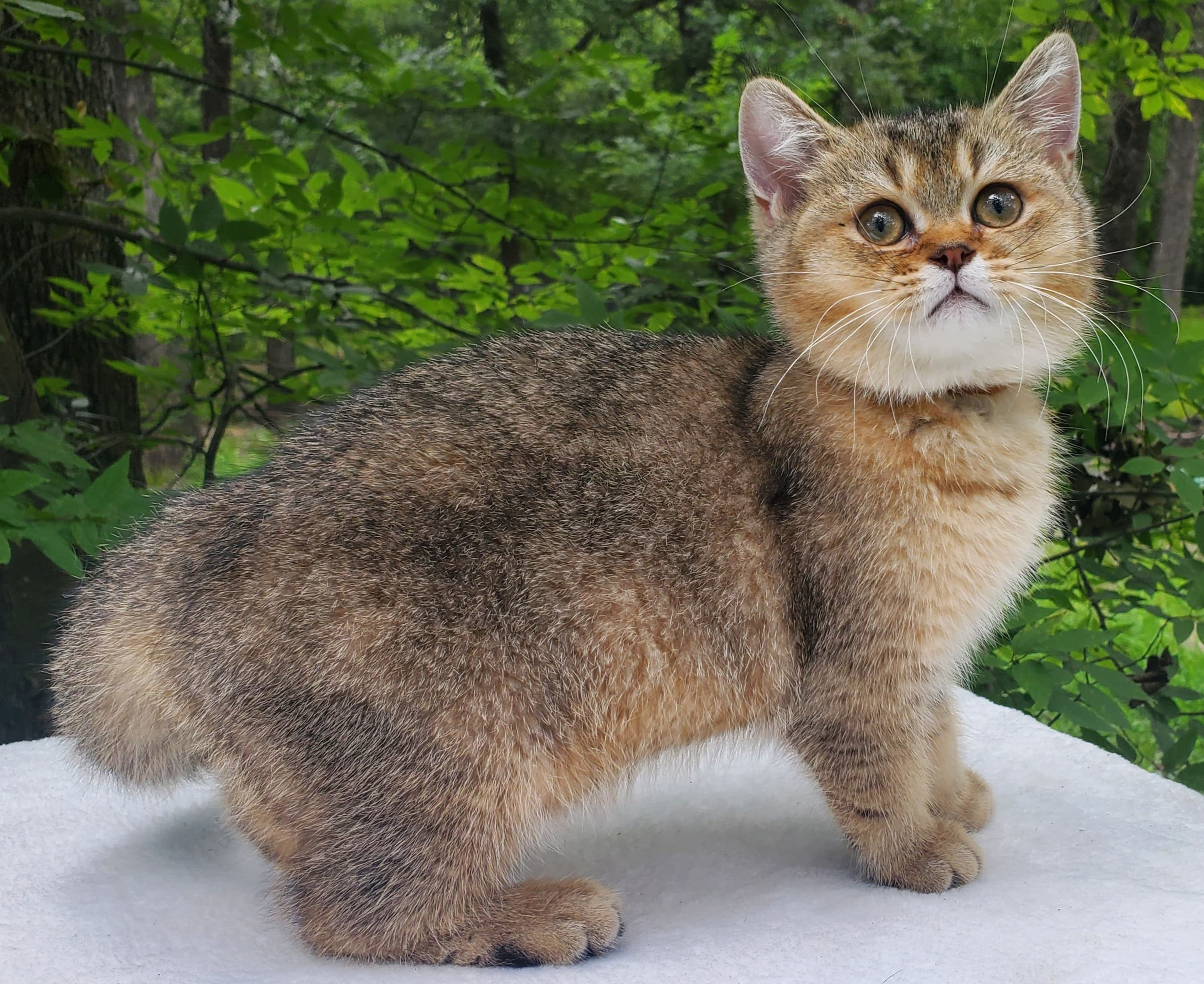 Moli, male, DB-04.07.25, sold. British shorhair Cats