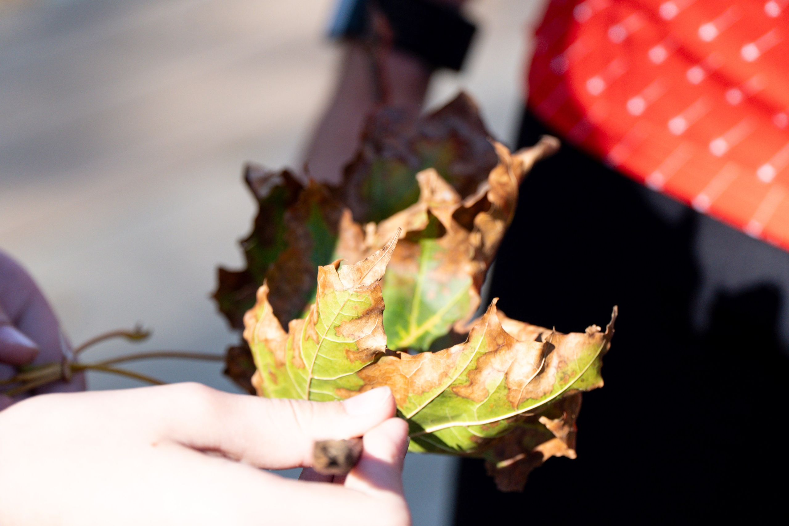 14 сентября 2024. Роман Капилюшов. Бег. Фото. Видео. г. Люберцы