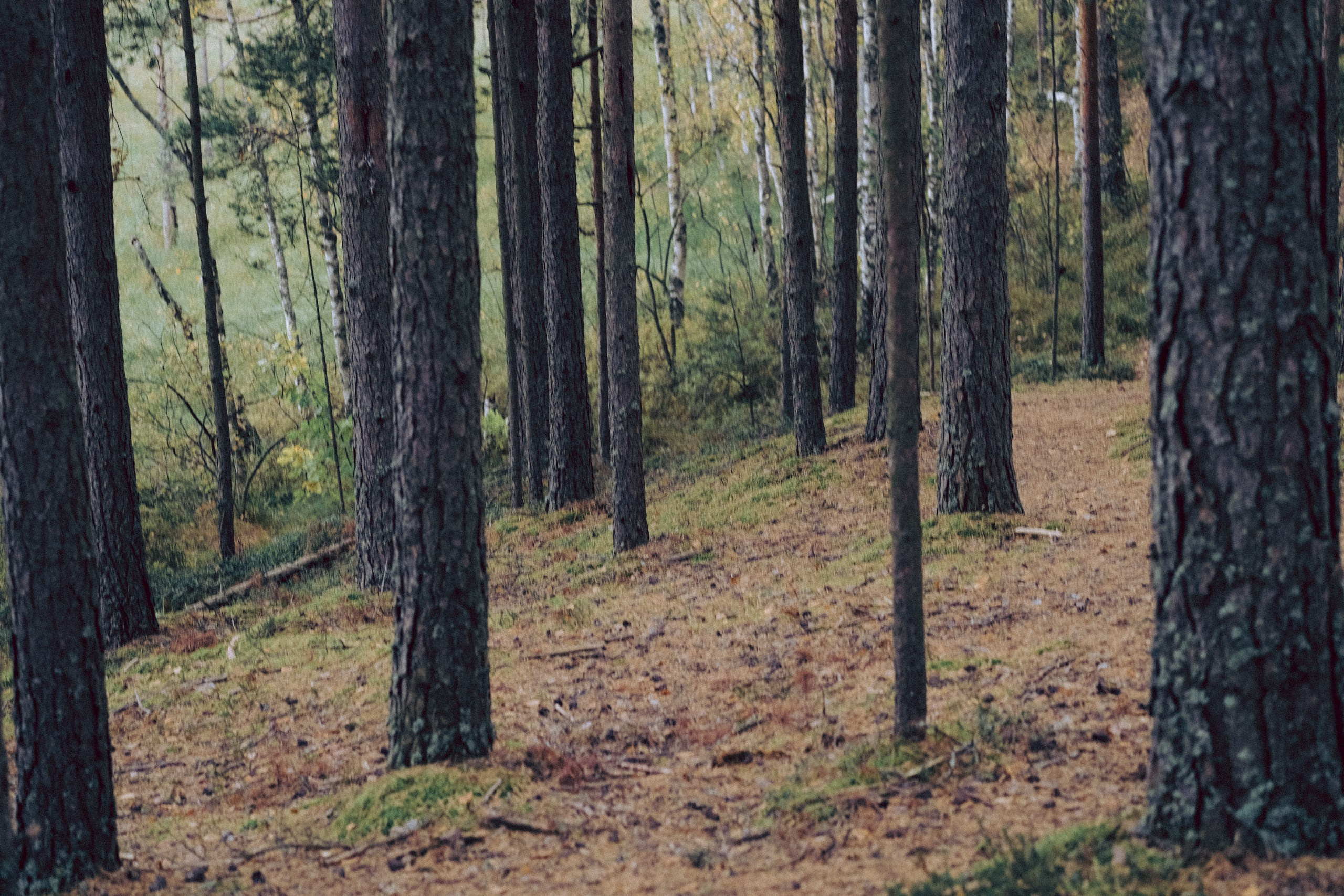 Осеняя прогулка. Профессиональный фотограф, Санкт-Петербург — Виктория Богомолова