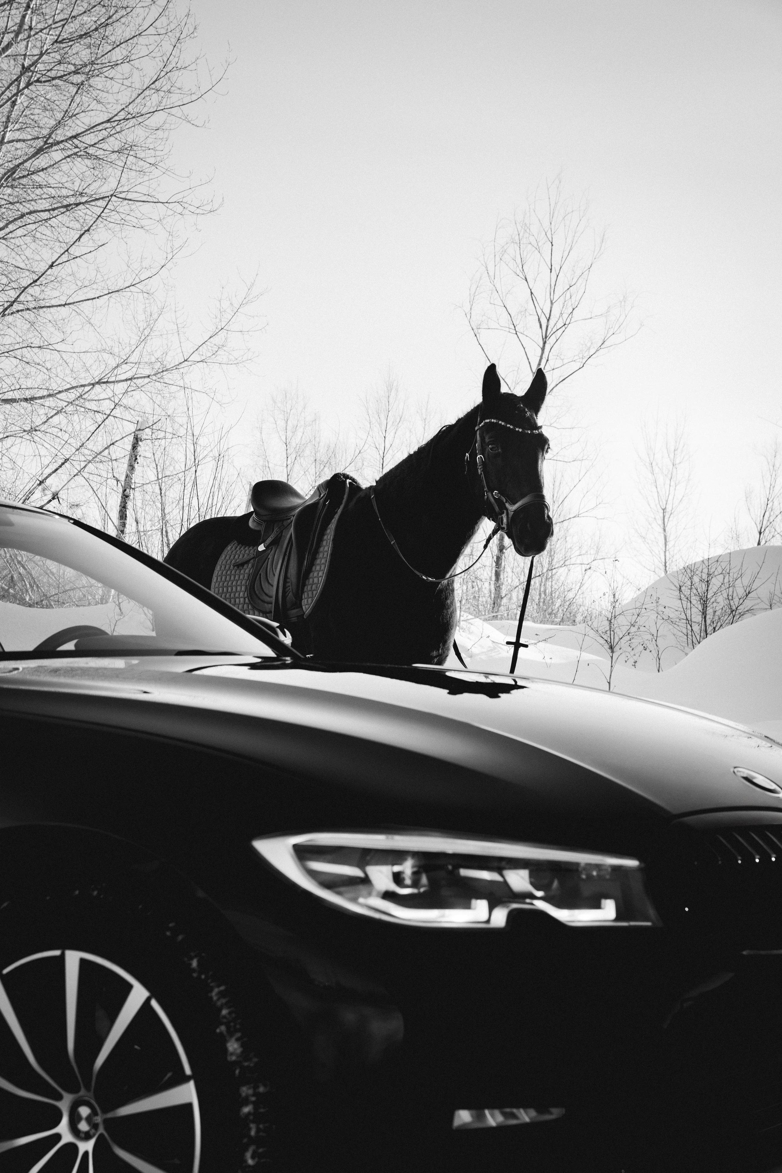 BMW G20 with horse. Автомобильный фотограф и видеограф в Новосибирске|Александра Косухина