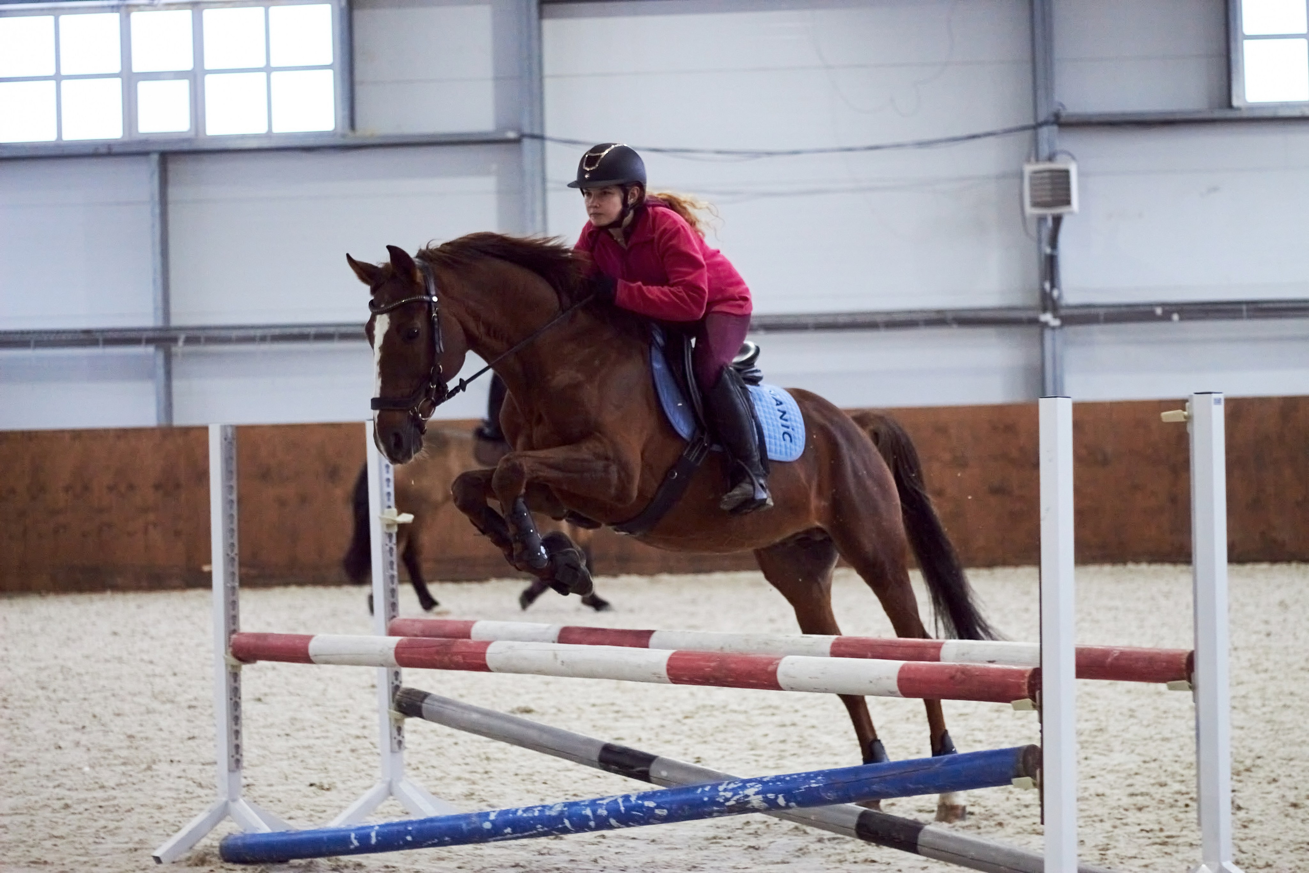 Фотосессии с животными в Туле. Фотограф анималист — Тула, Москва