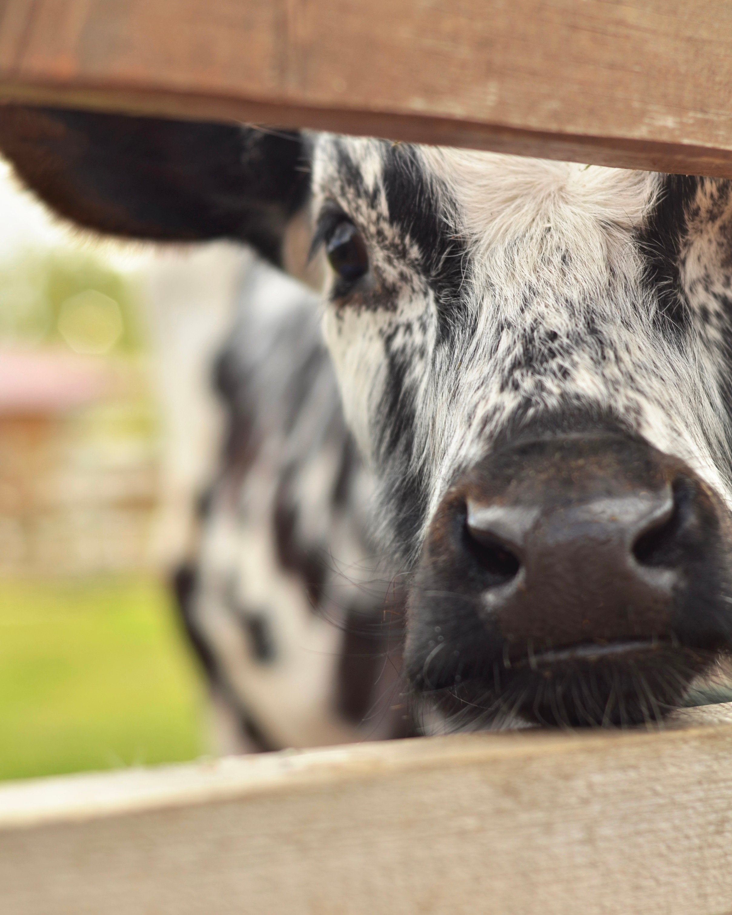 Не собаки и не лошади. Фотограф анималист