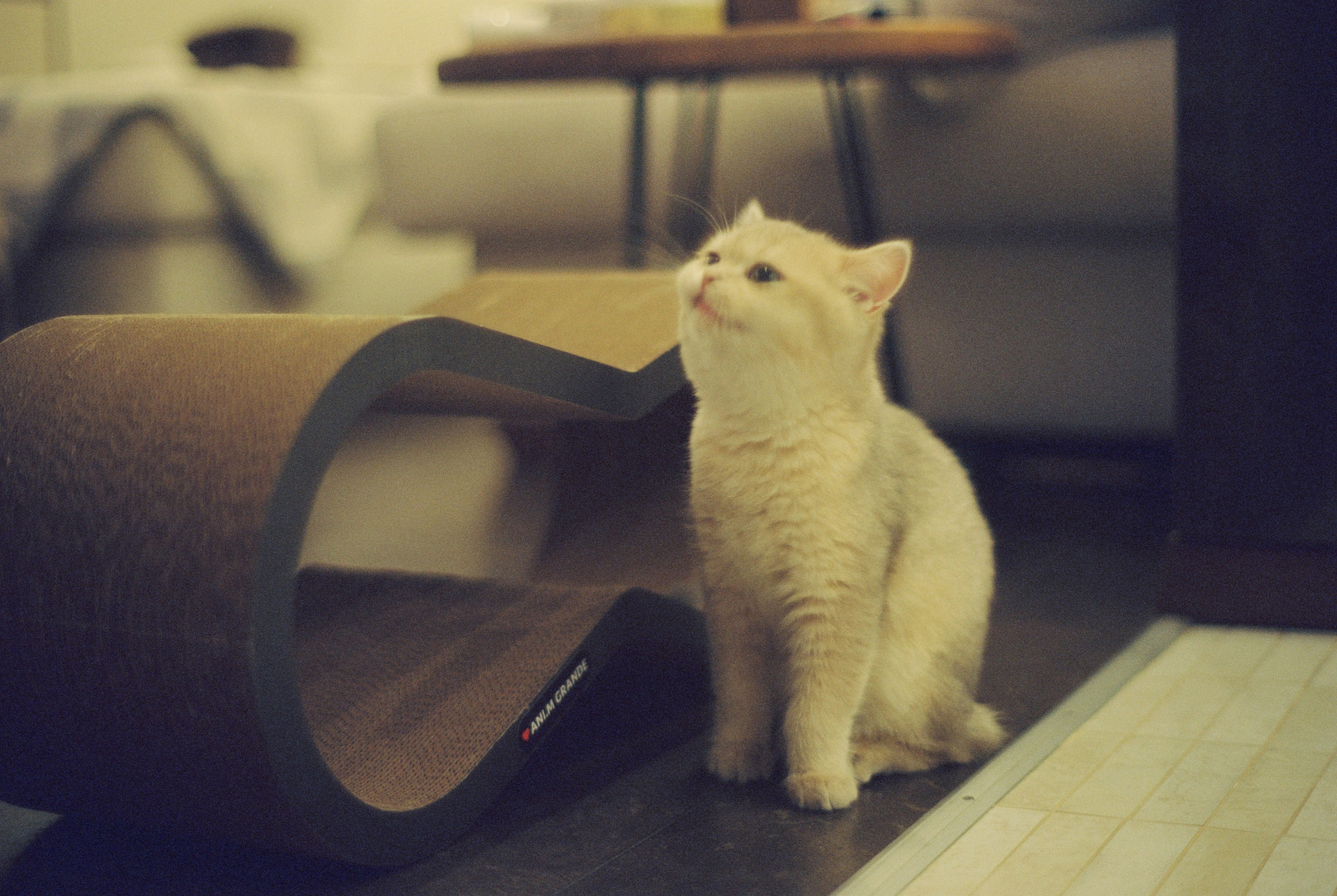 Плёночная весна 2025. Илья Михачёв Фотограф ПРО людей