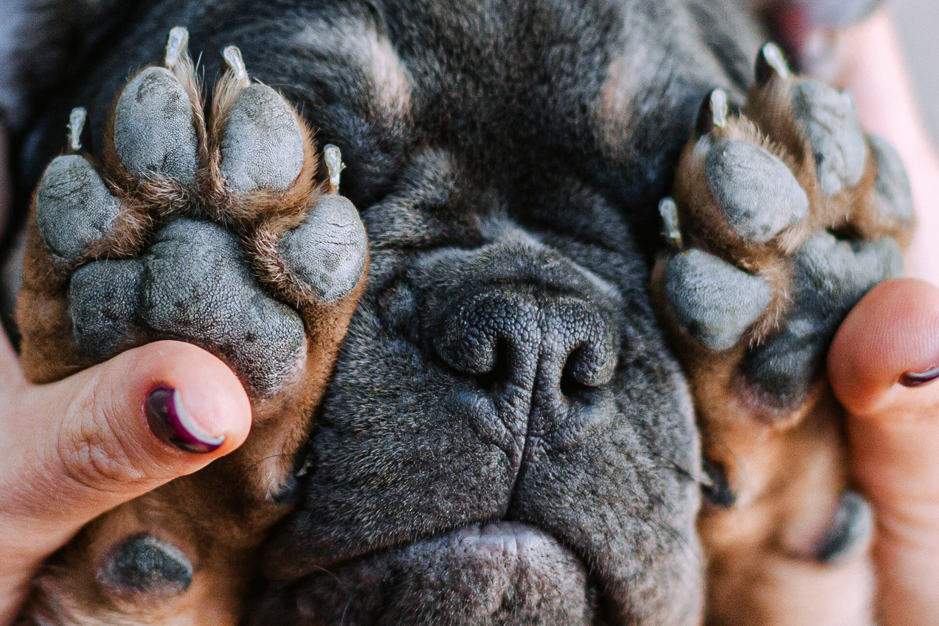 Даша и Мишель. Фотограф-анималист Татьяна Степанова