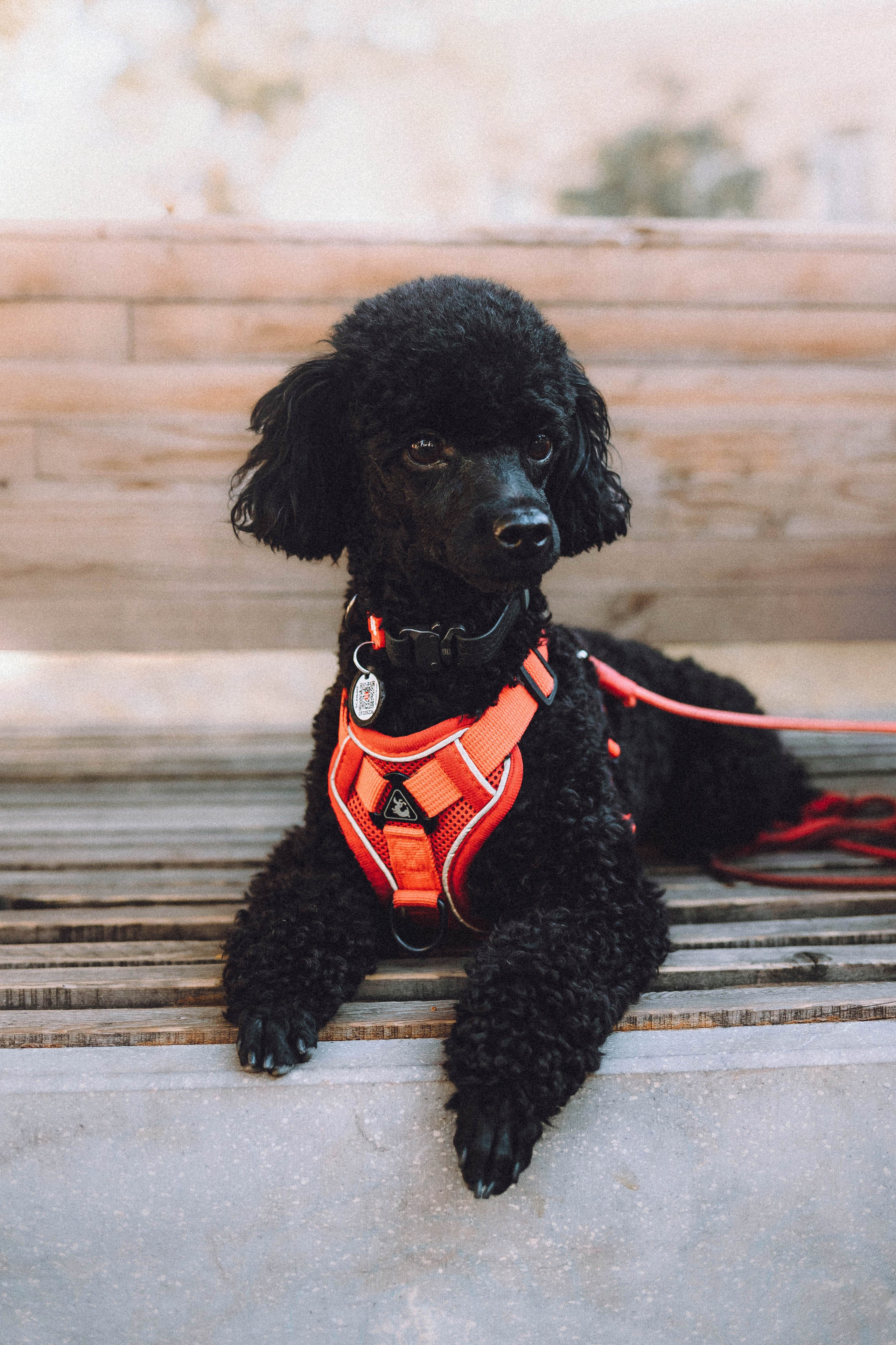 Игнат, Даша и Бэтти