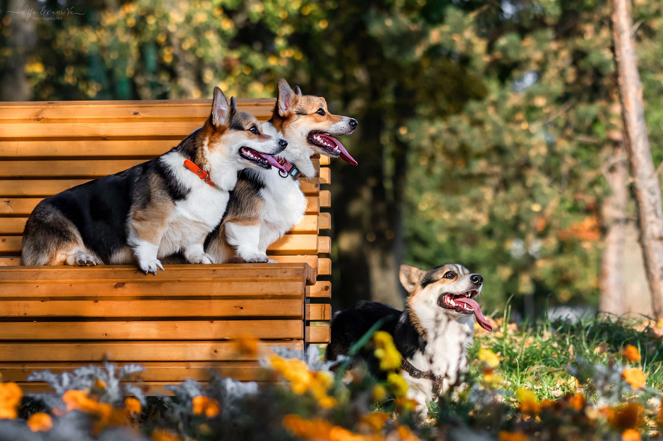 Коржики на Набережной. Фотограф анималист Аня Ливанова | Рыбинск