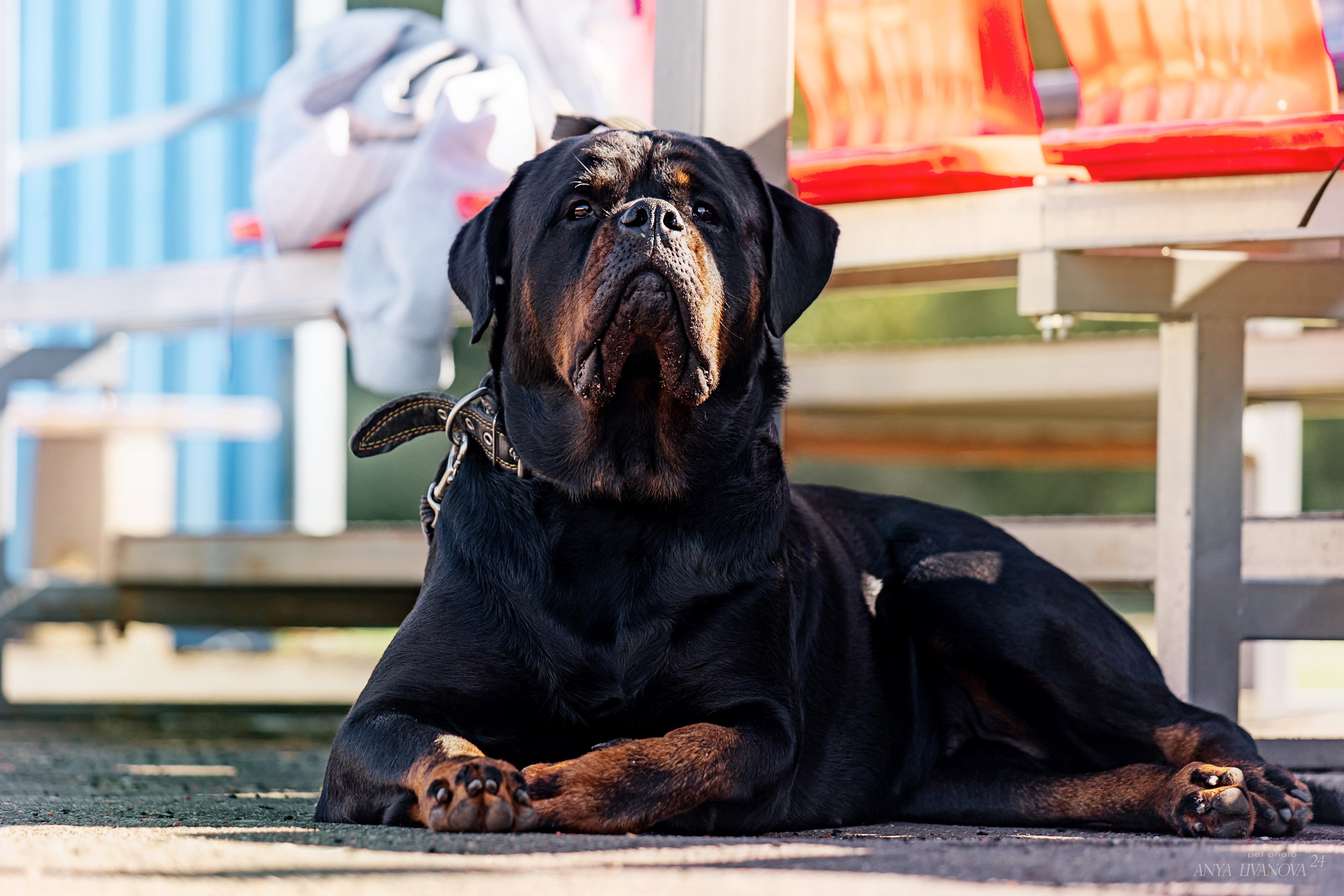 Ралли обидиенс. Фотограф анималист Аня Ливанова | Рыбинск
