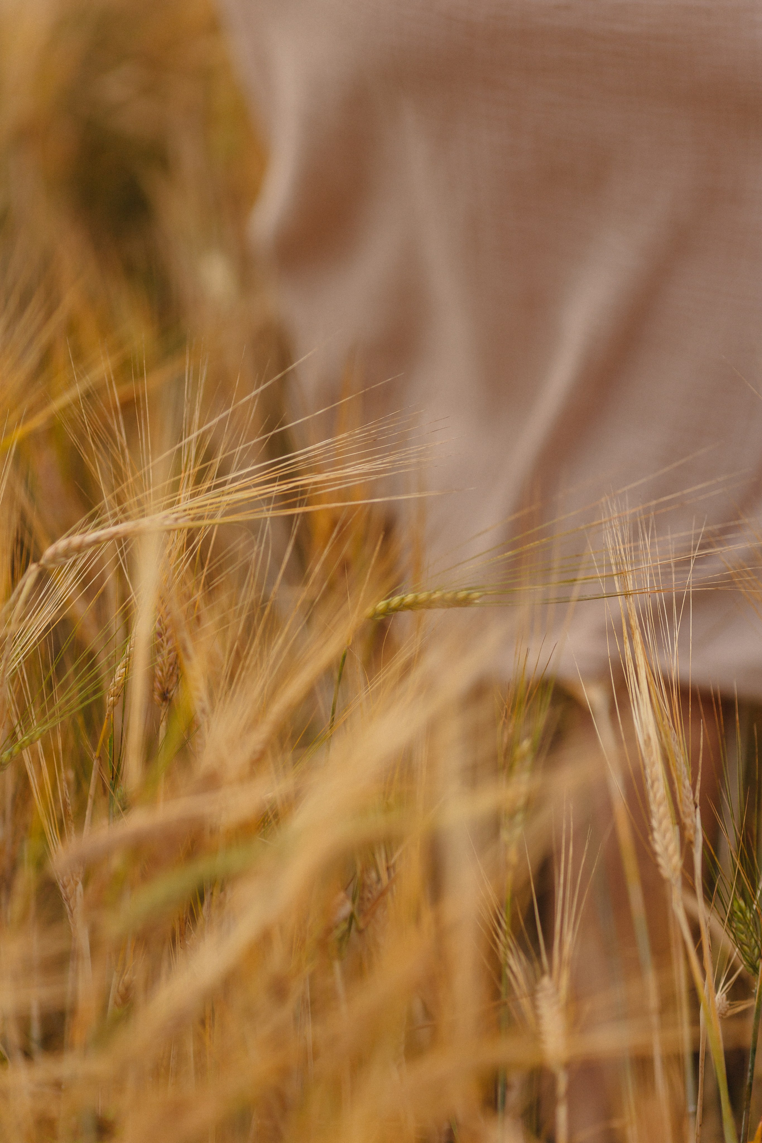 Семья. Фотограф Лодейное Поле Екатерина Герасимова в Санкт-Петербурге и Лен. области