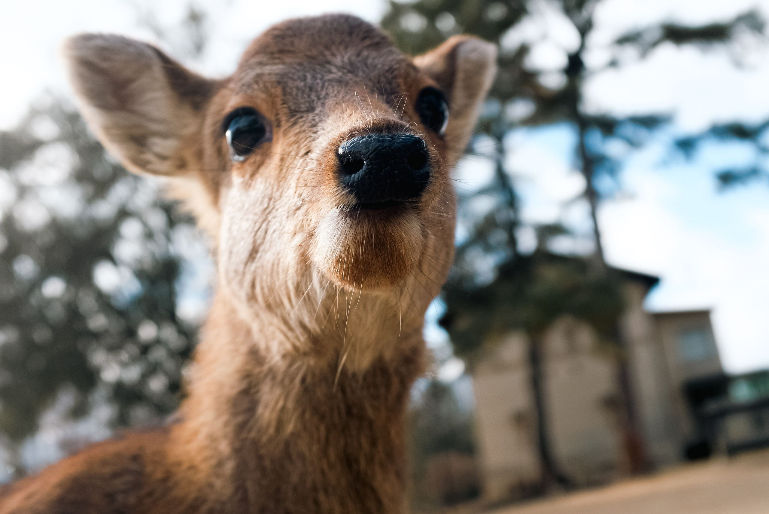 Nara. Regina Platonova