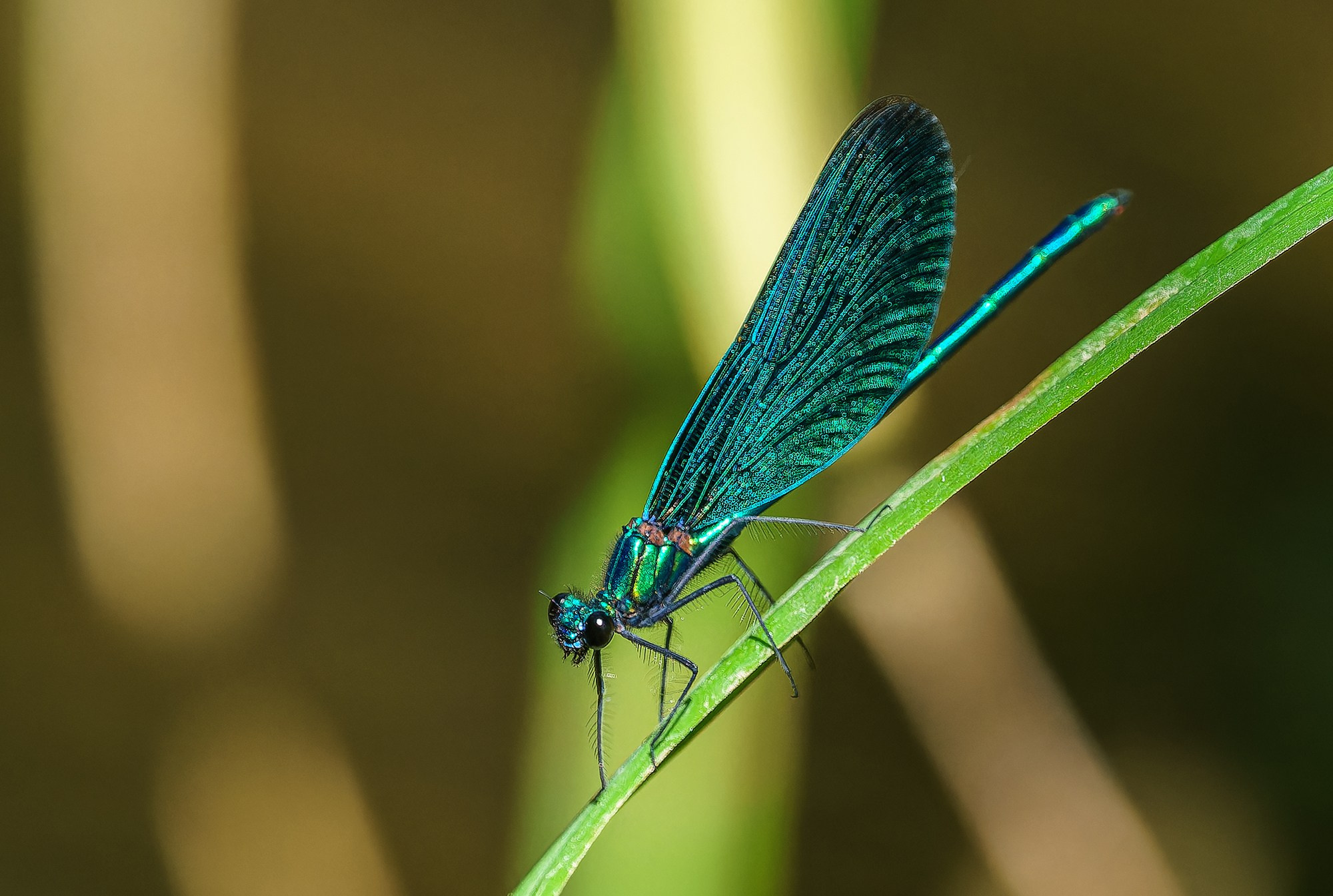Макросъёмка. Ваш личный фотограф Марина Волкова