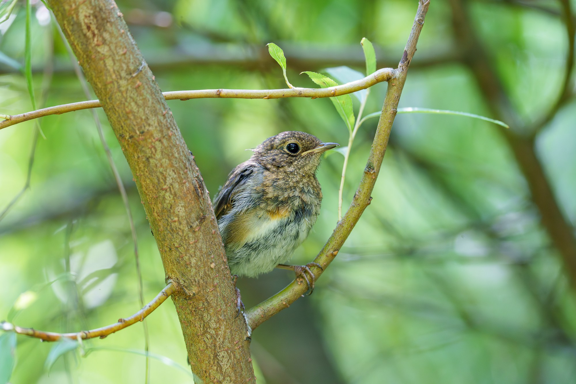 Удивительные мир птиц. Вокруг нас столько прекрасного — присмотритесь!. Ваш личный фотограф Марина Волкова