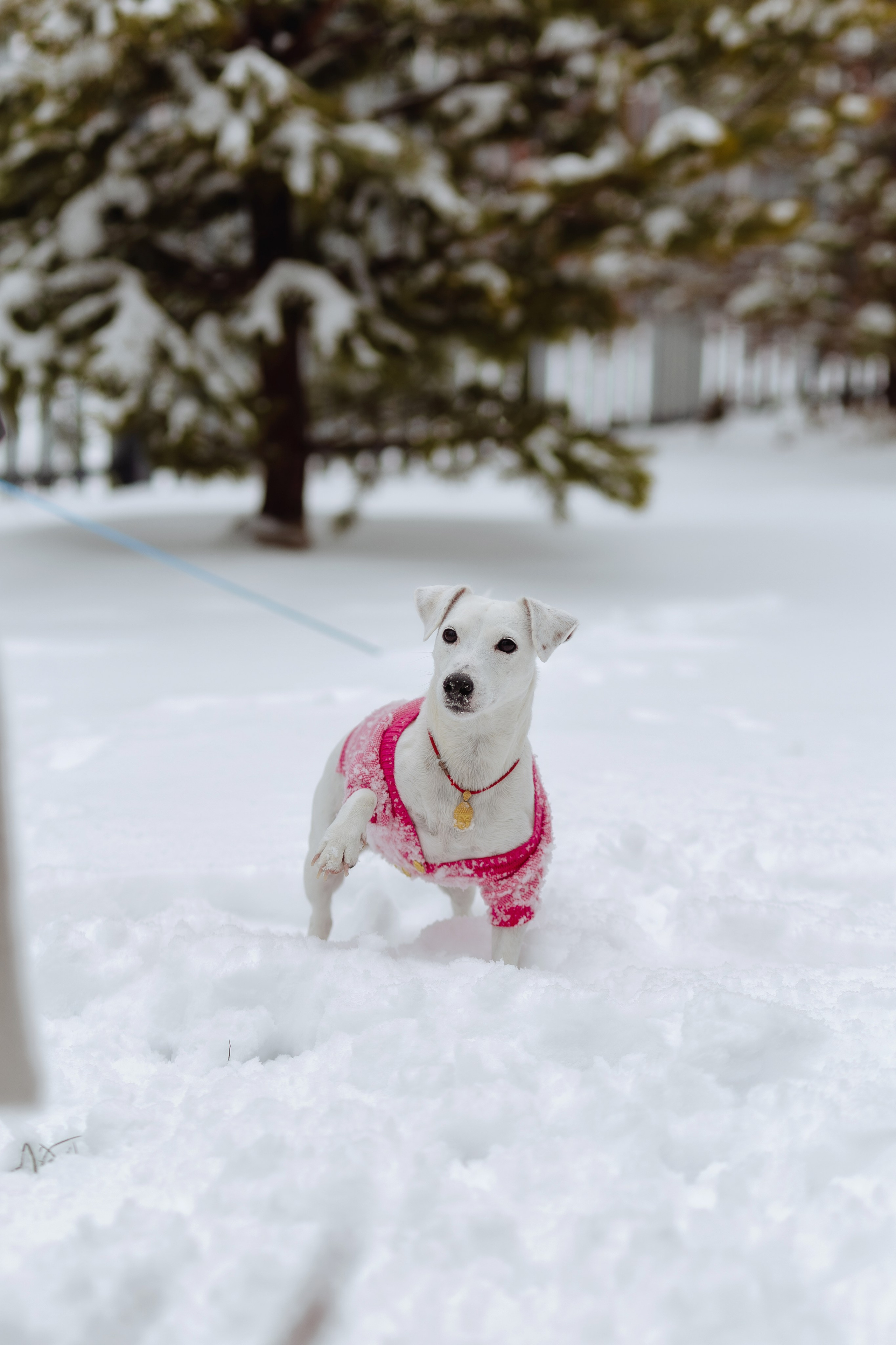 Домашняя. «NEW YEAR». Фотограф Москва / Балашиха