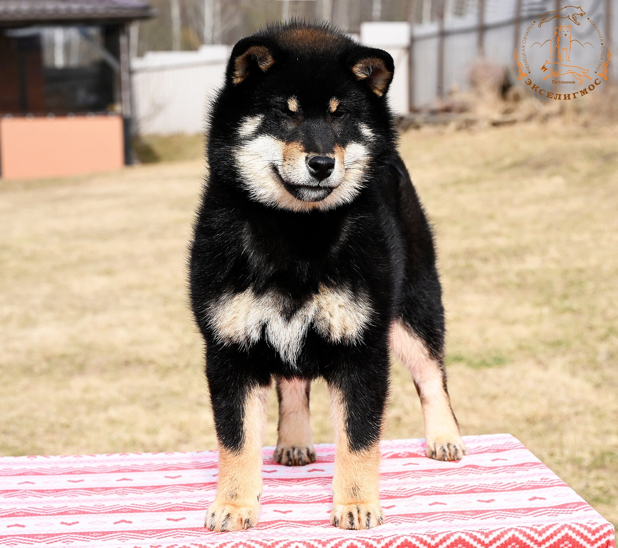 Тáту * Exceligmos Tatsu. Американская акита I Сиба ину I Питомник RUBYLIGHT