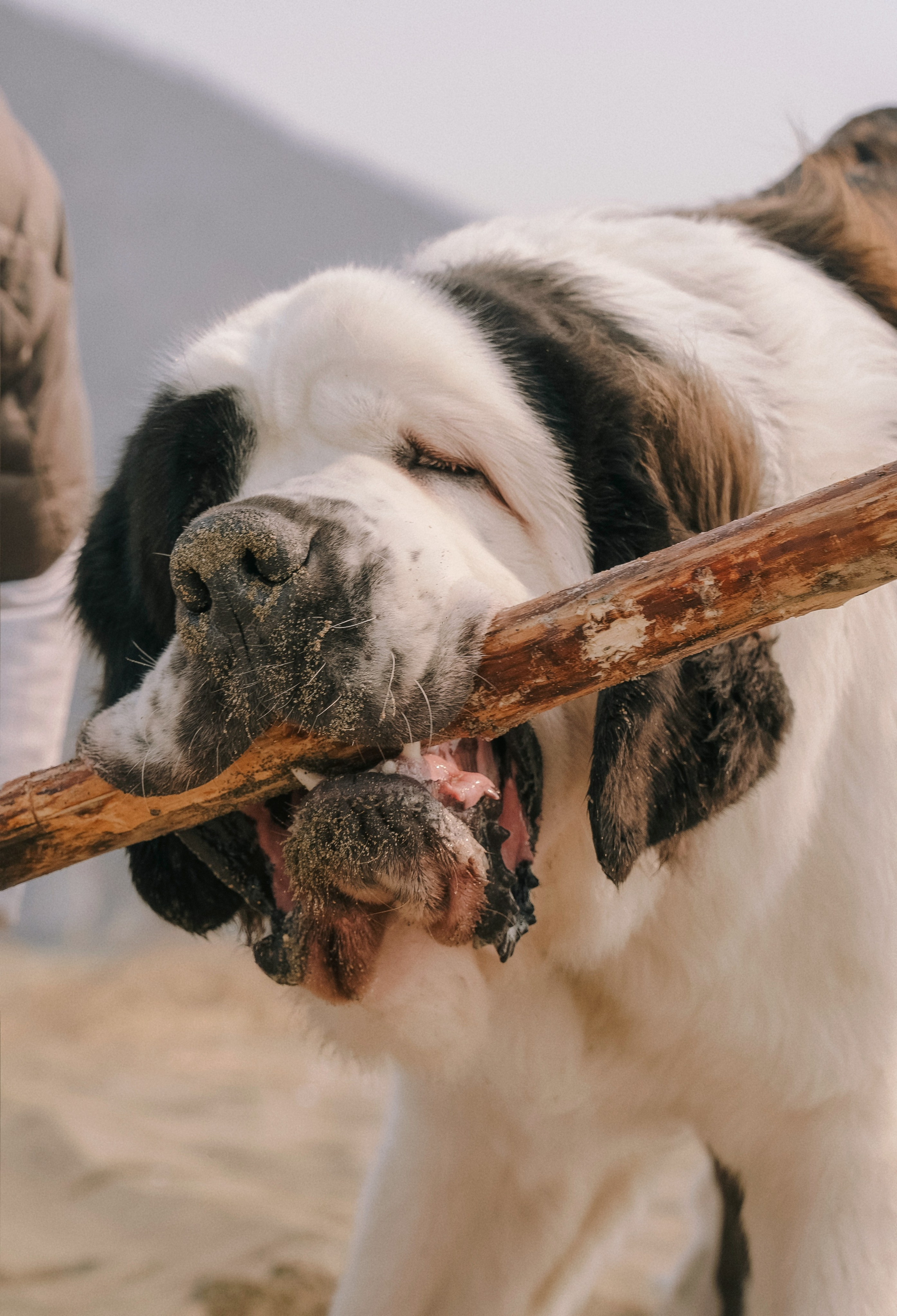 Мария и Чак. Семейный фотограф анималист г. Находка