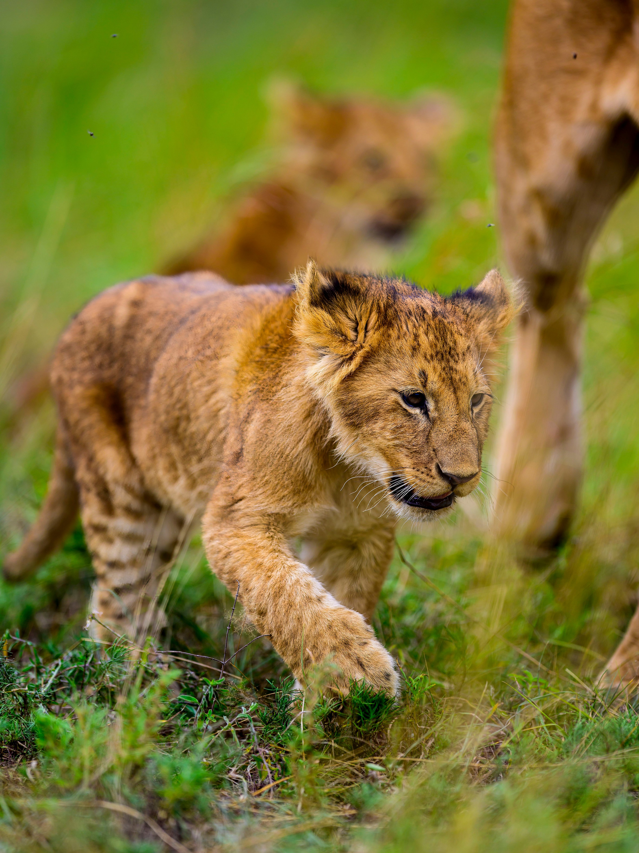 Кения. Wildlife photography by Sergey Puponin
