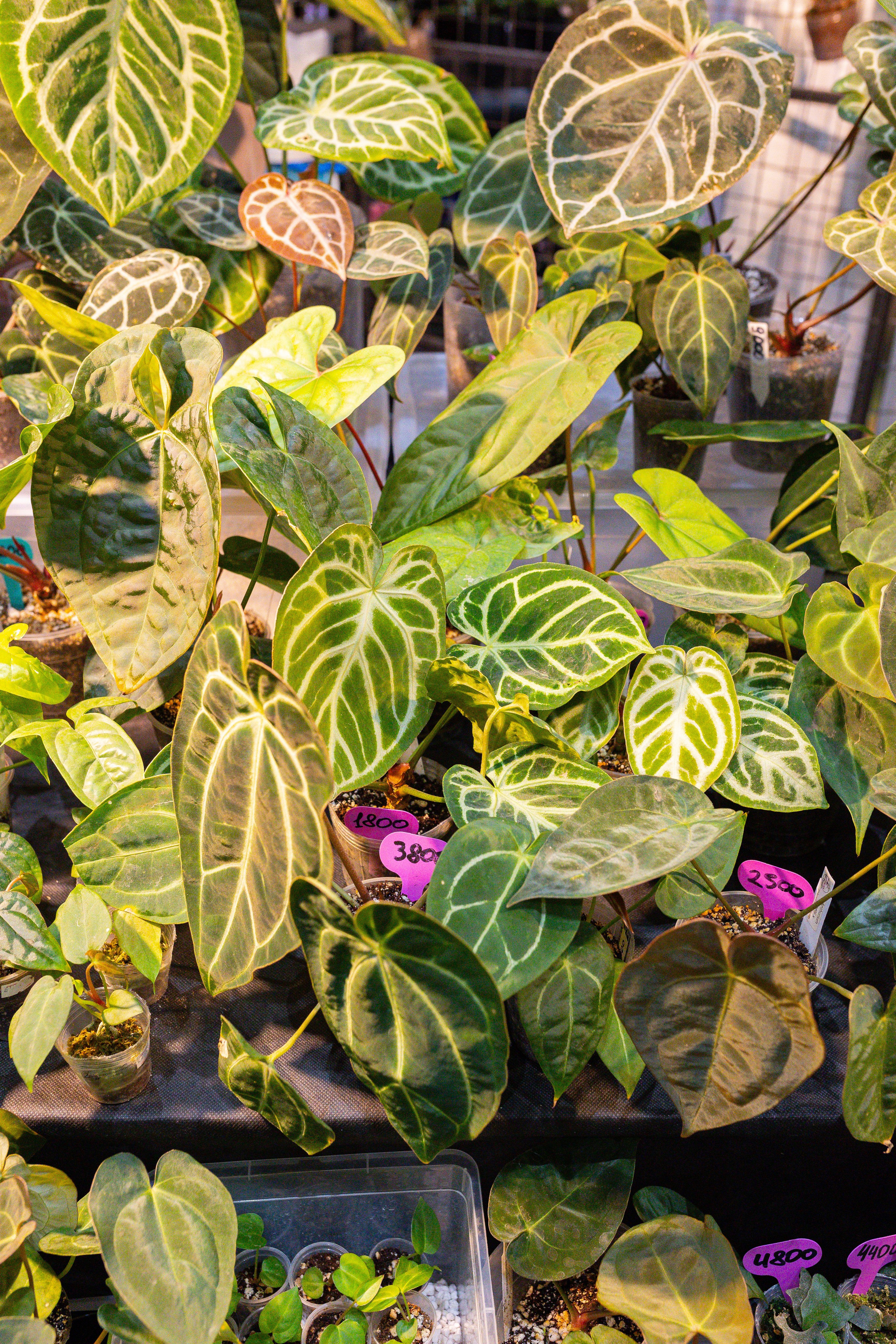 Монстериум 11–12 октября. Александра Куликова фотограф, Москва