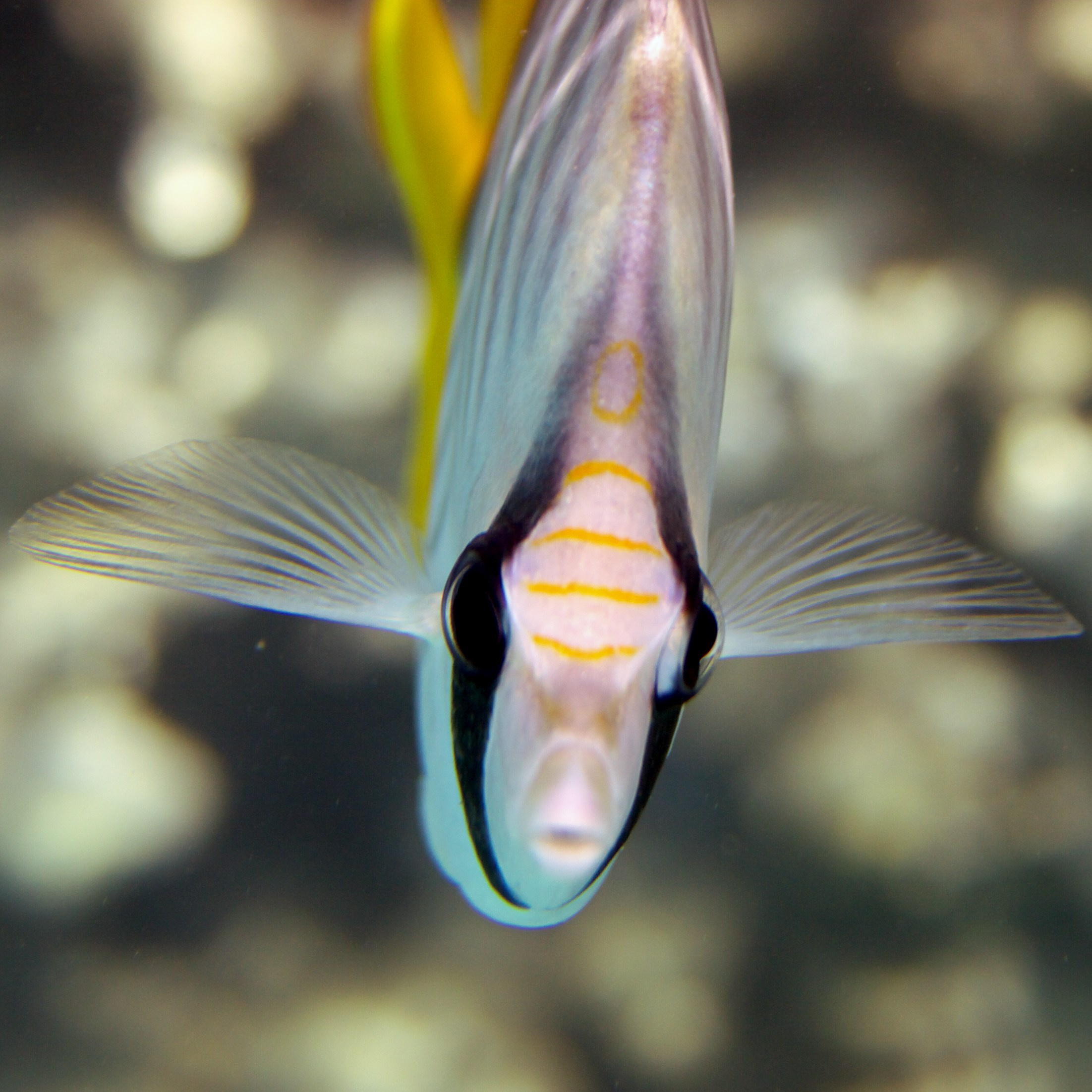 Под водой. Миша Печёнкин | фотография