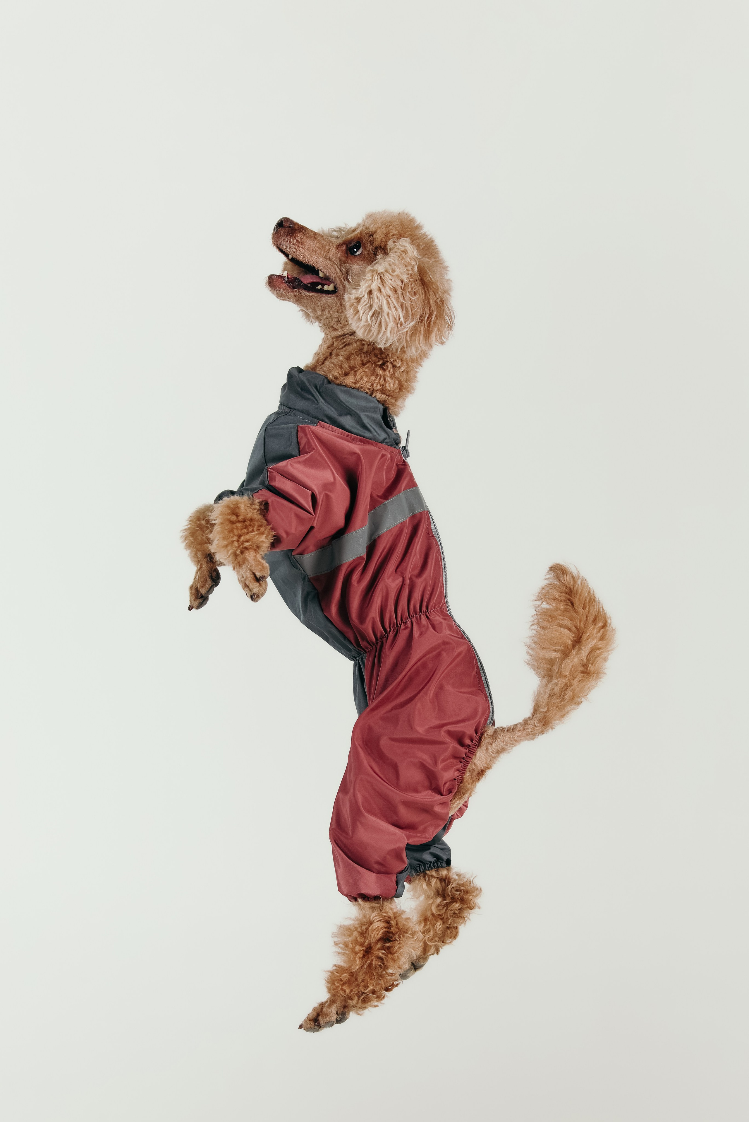 Для брендов. Фотограф- анималист Санкт-Петербург