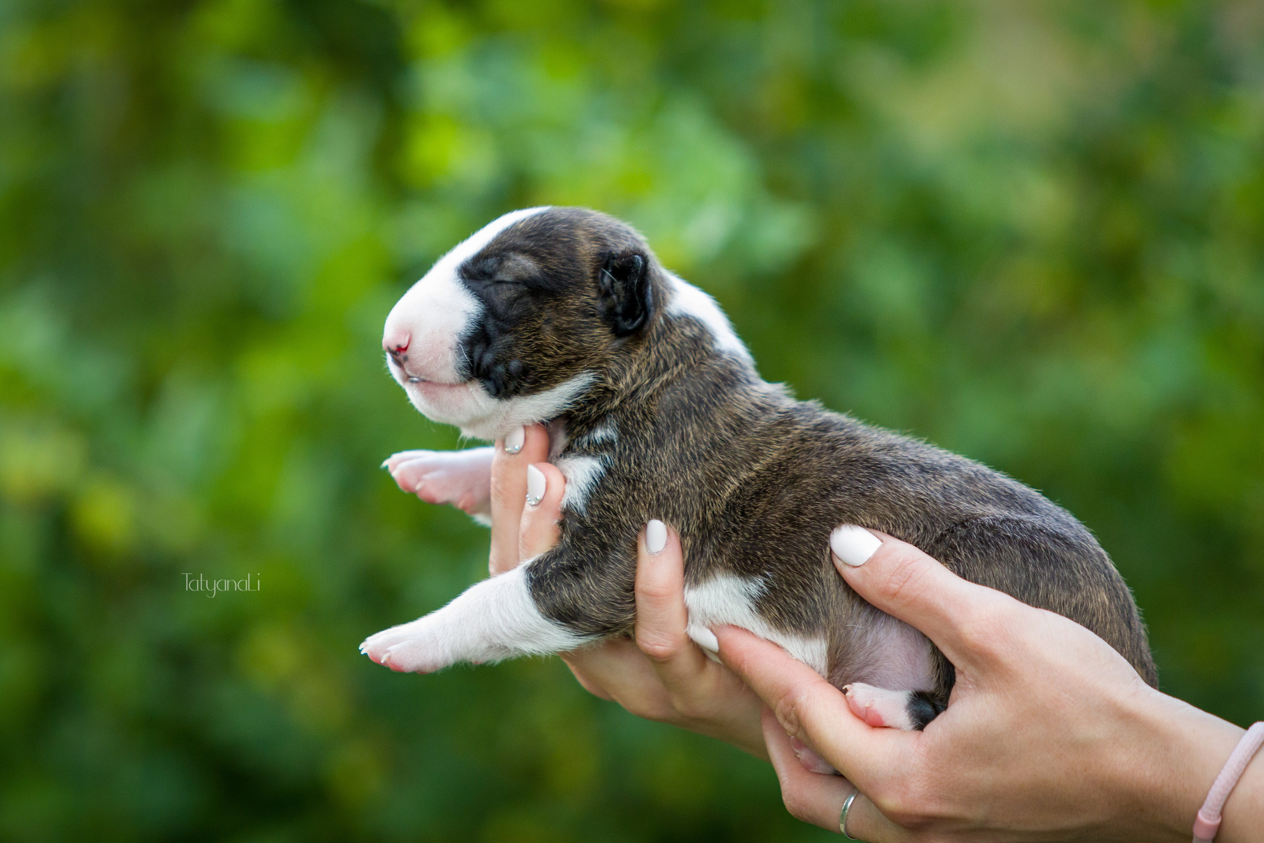 Стандартный бультерьер. Фотограф — анималист Татьяна Ли