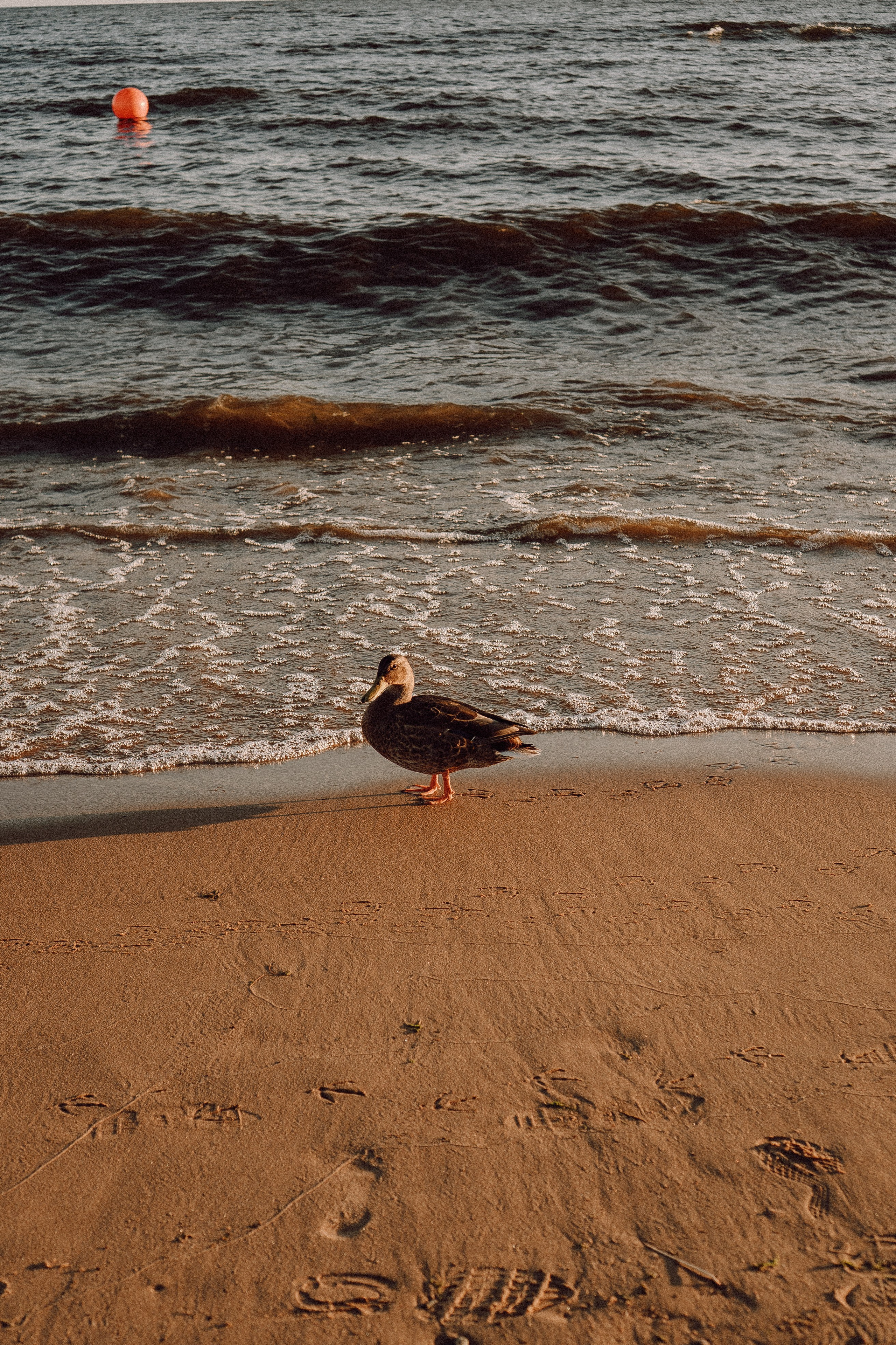 РОМАНТИКА ФИНСКОГО ЗАЛИВА. Профессиональный фотограф, Санкт-Петербург — Виктория Богомолова