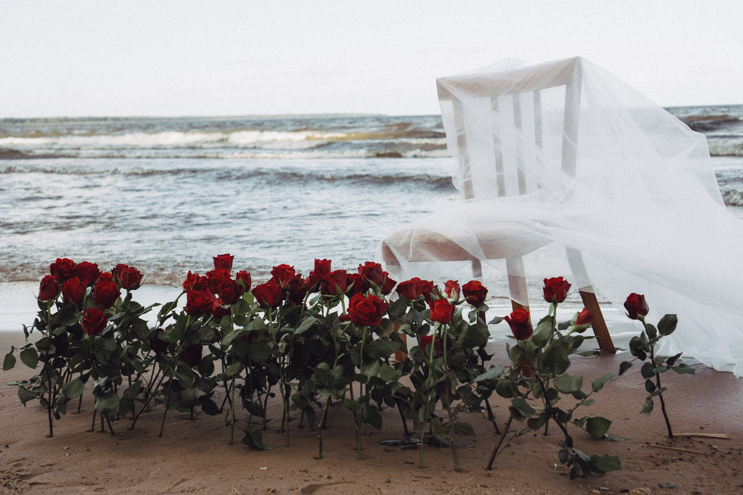 Розы. Профессиональный фотограф, Санкт-Петербург — Виктория Богомолова