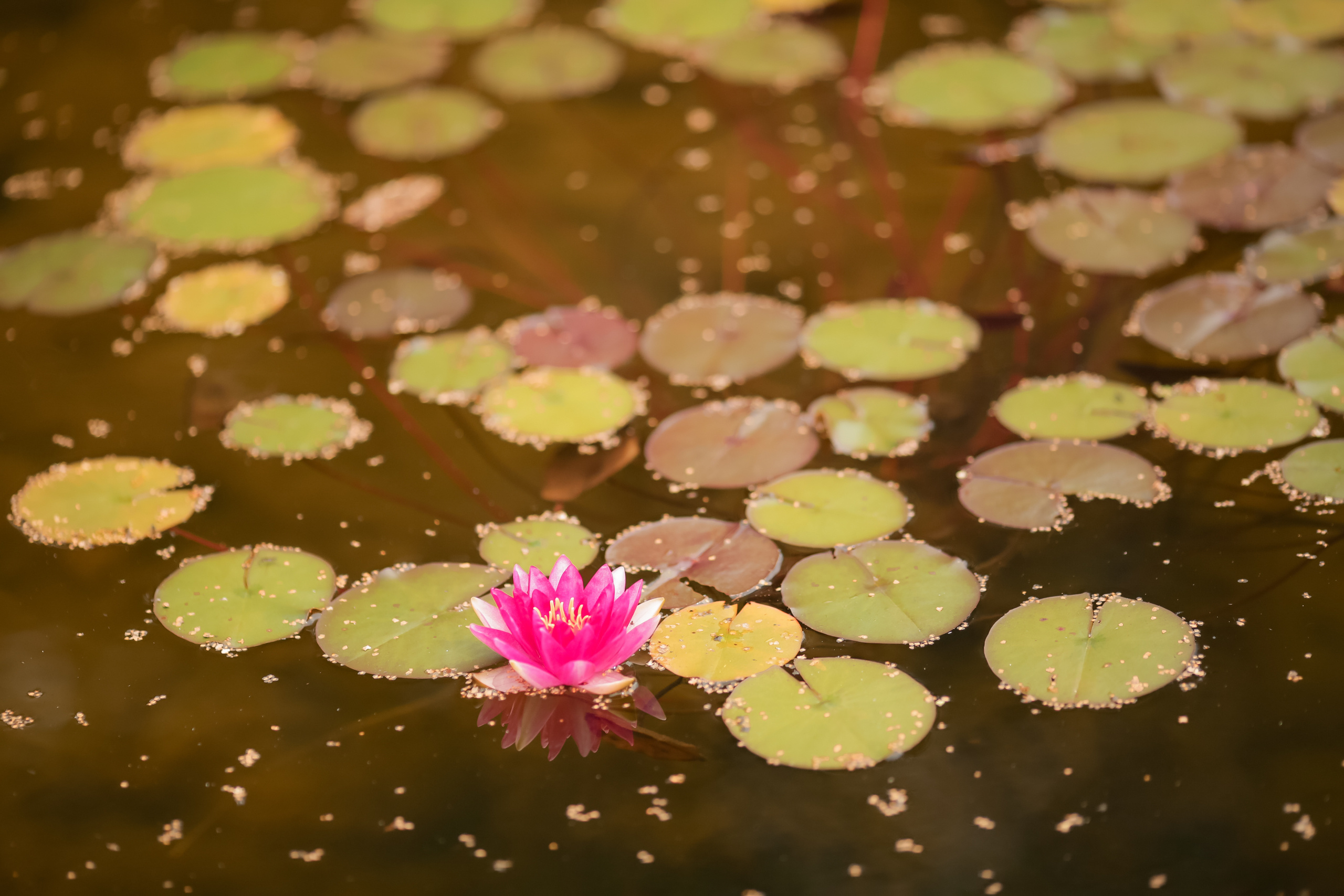 Свадьба Екатерины и Степана. Свадебный и репортажный фотограф (Москва, Королев и другие)