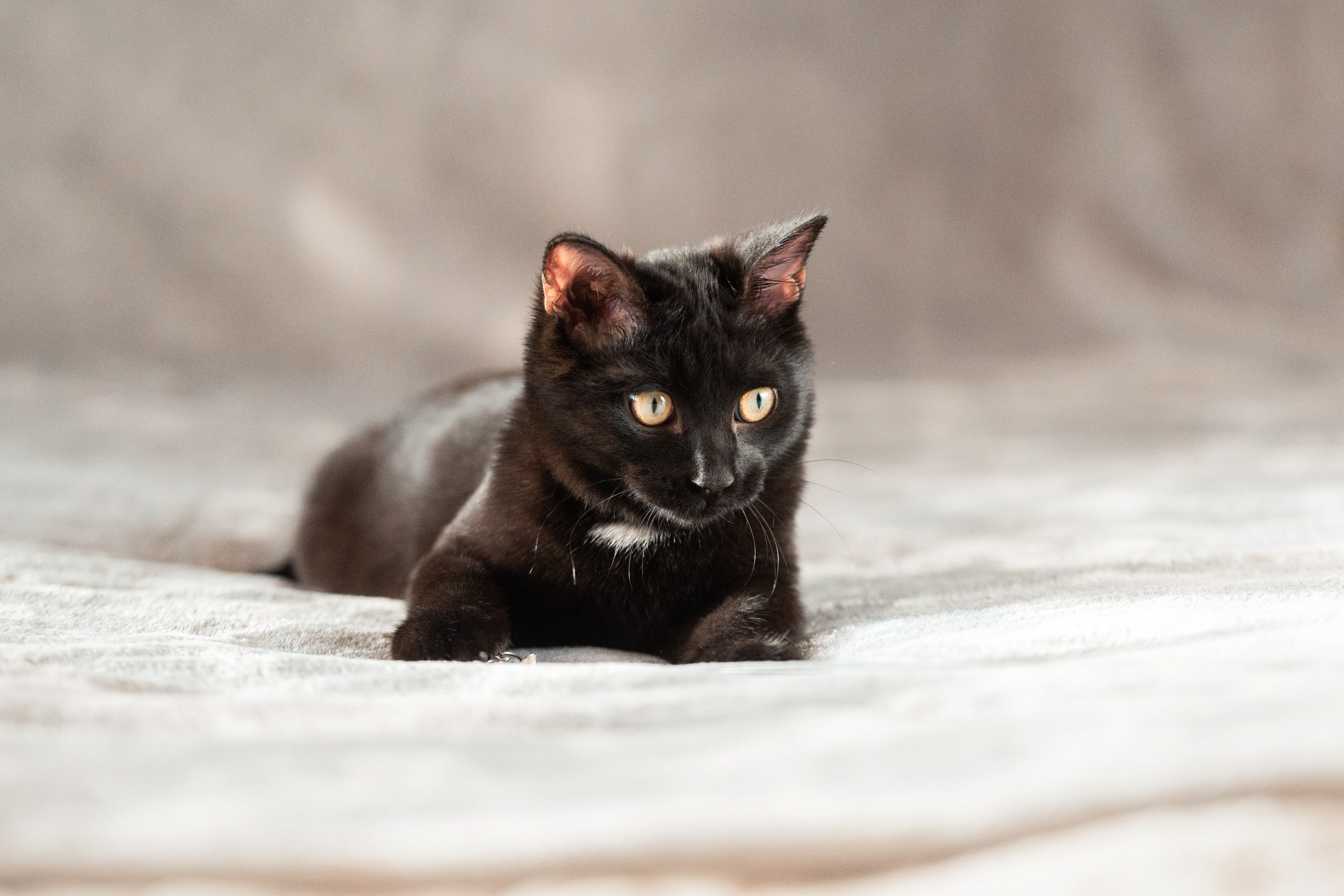 Питомец в кадре. Фотограф-анималист Анастасия Парфенова|Екатеринбург