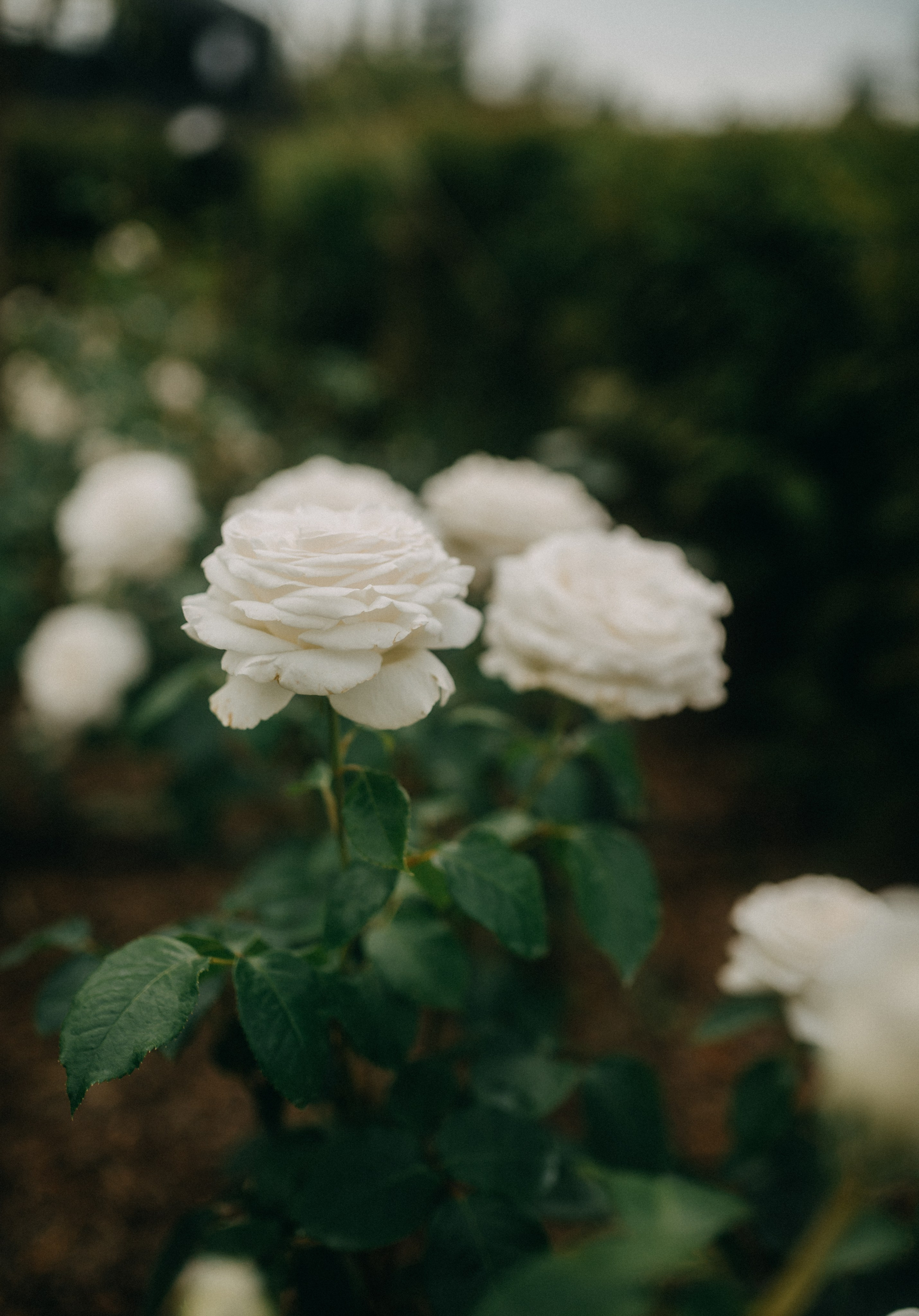Данила и Кристина 29.07.25 весь день. Фотограф в Санкт Петербурге Лара Великова