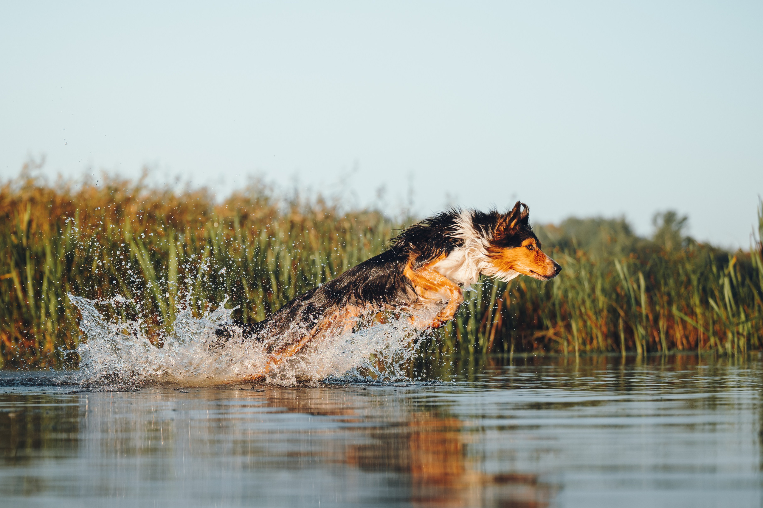 Саша, Флик и Эсприт. Семейный фотограф анималист Ананьева Мария — Москва