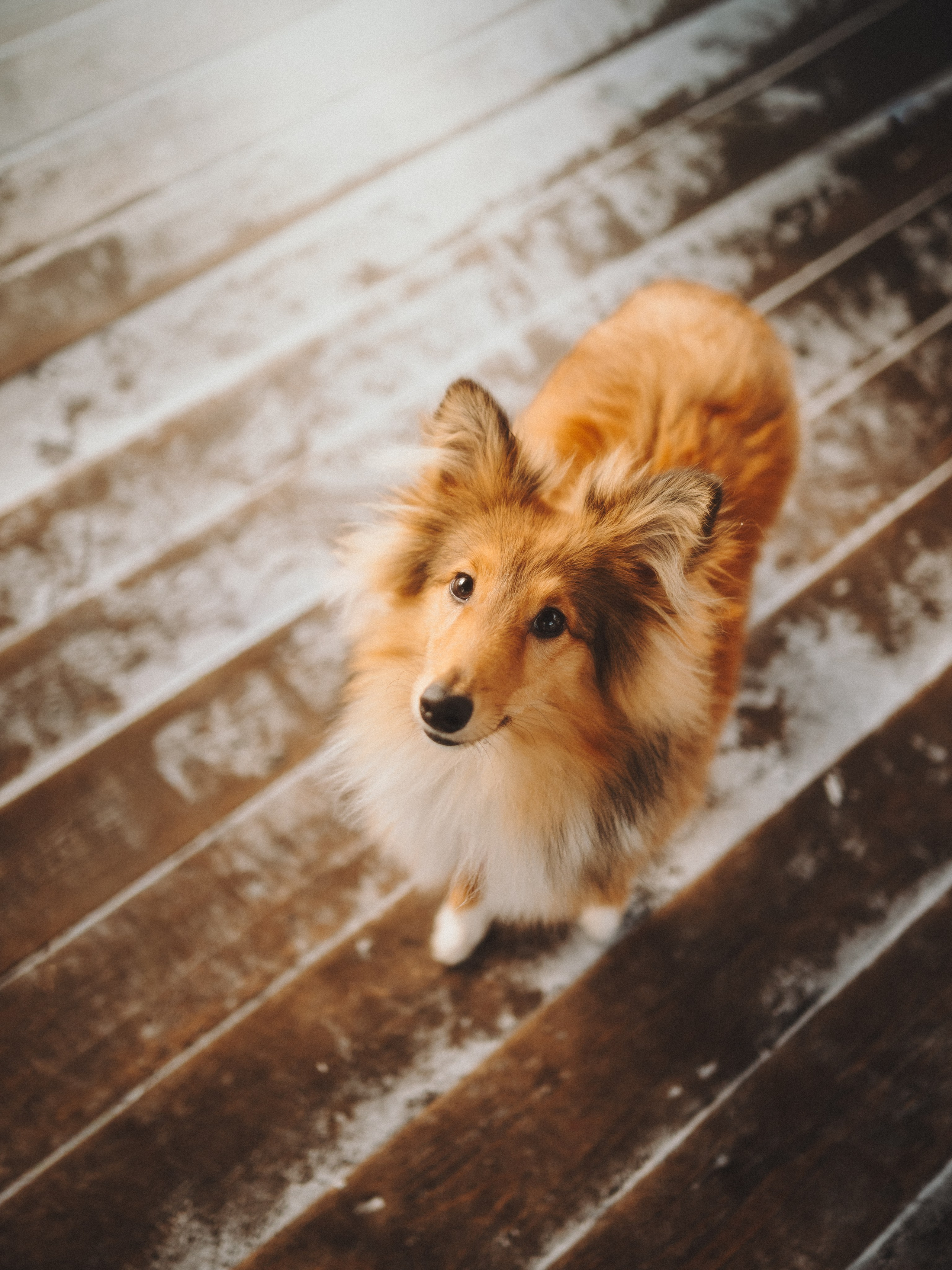 Дарья, Стас и Спика. Семейный фотограф анималист Ананьева Мария — Москва