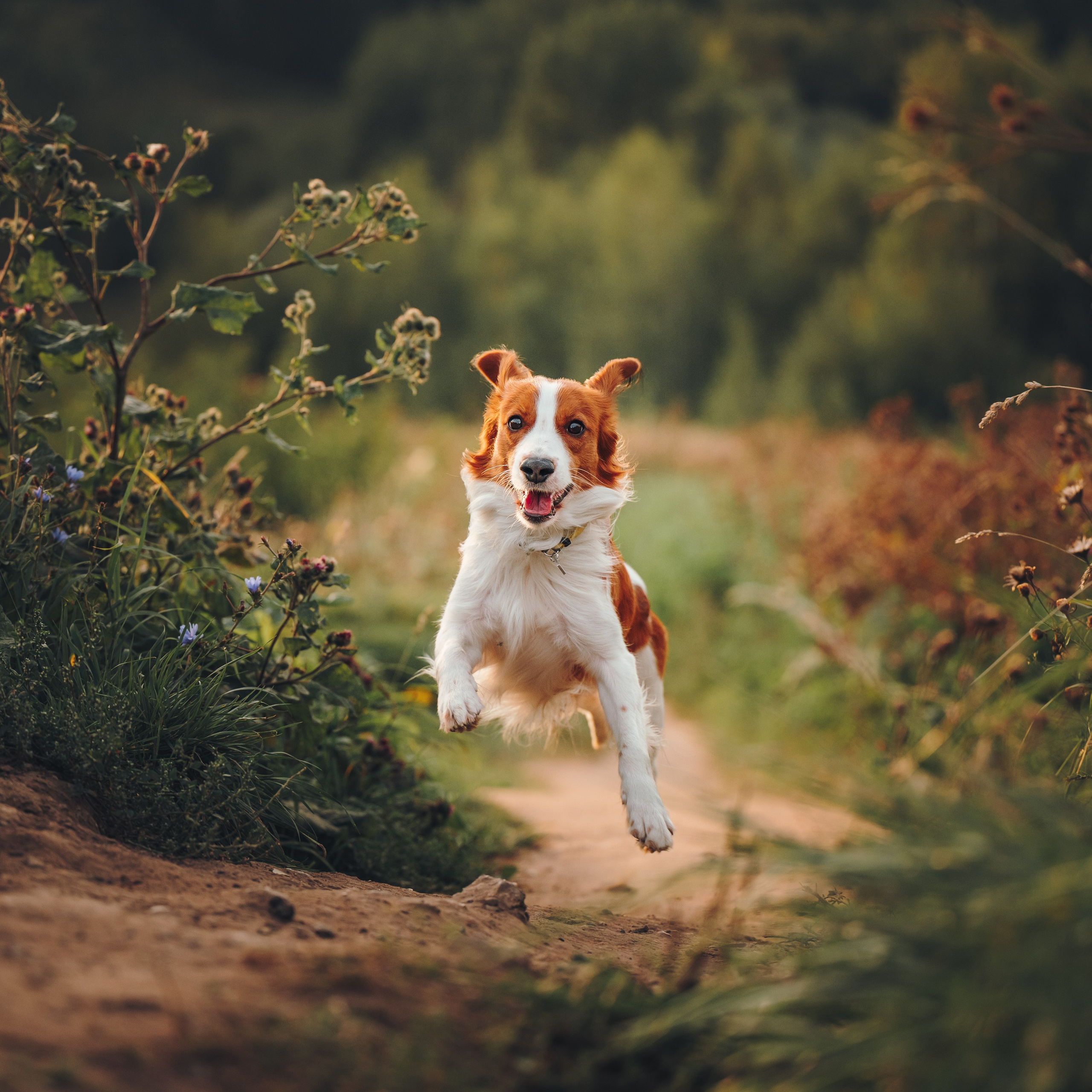Семейная фотосессия с питомцем. Семейный фотограф анималист Ананьева Мария — Москва