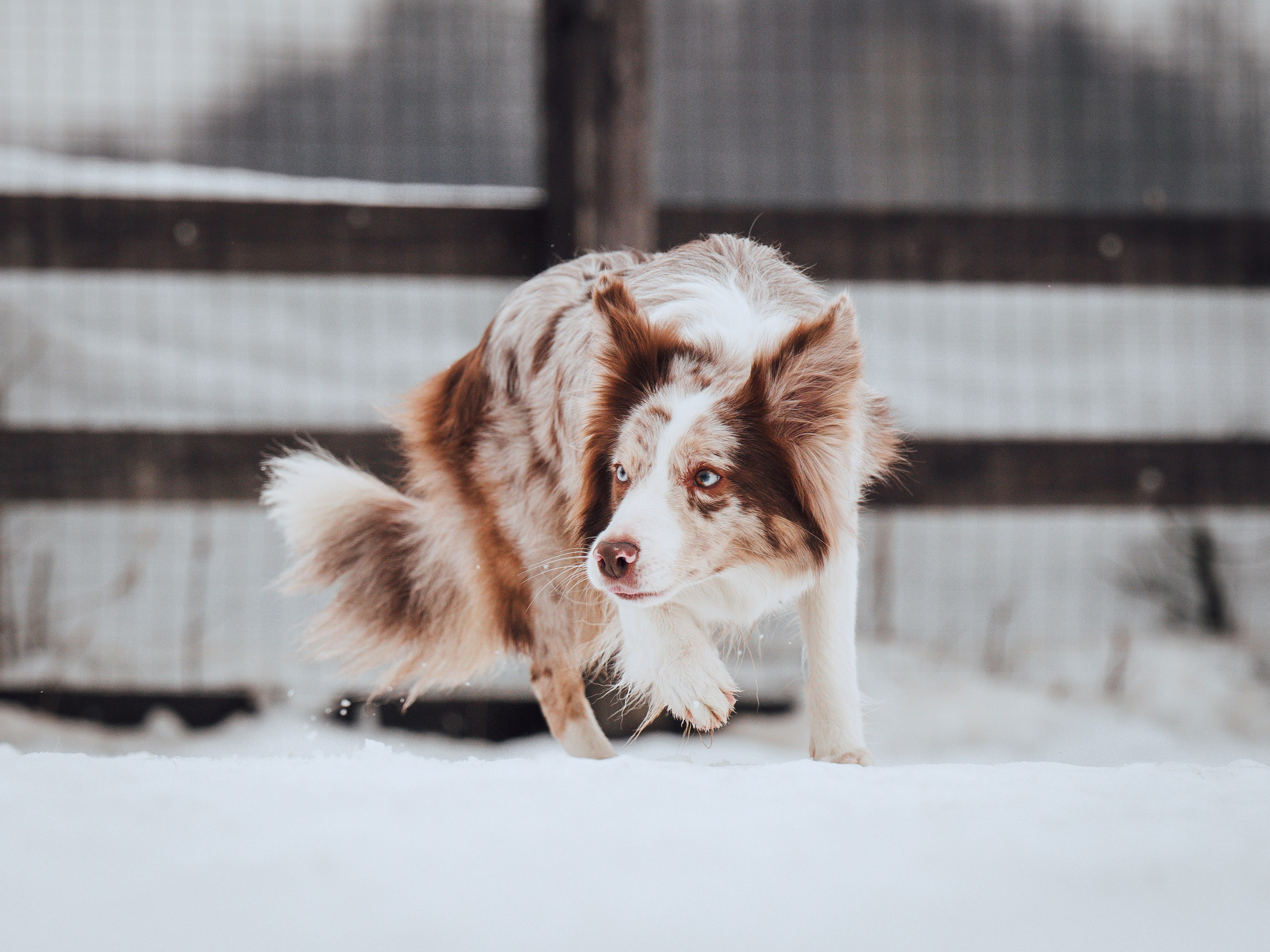 Пастьба. Семейный фотограф анималист Ананьева Мария — Москва