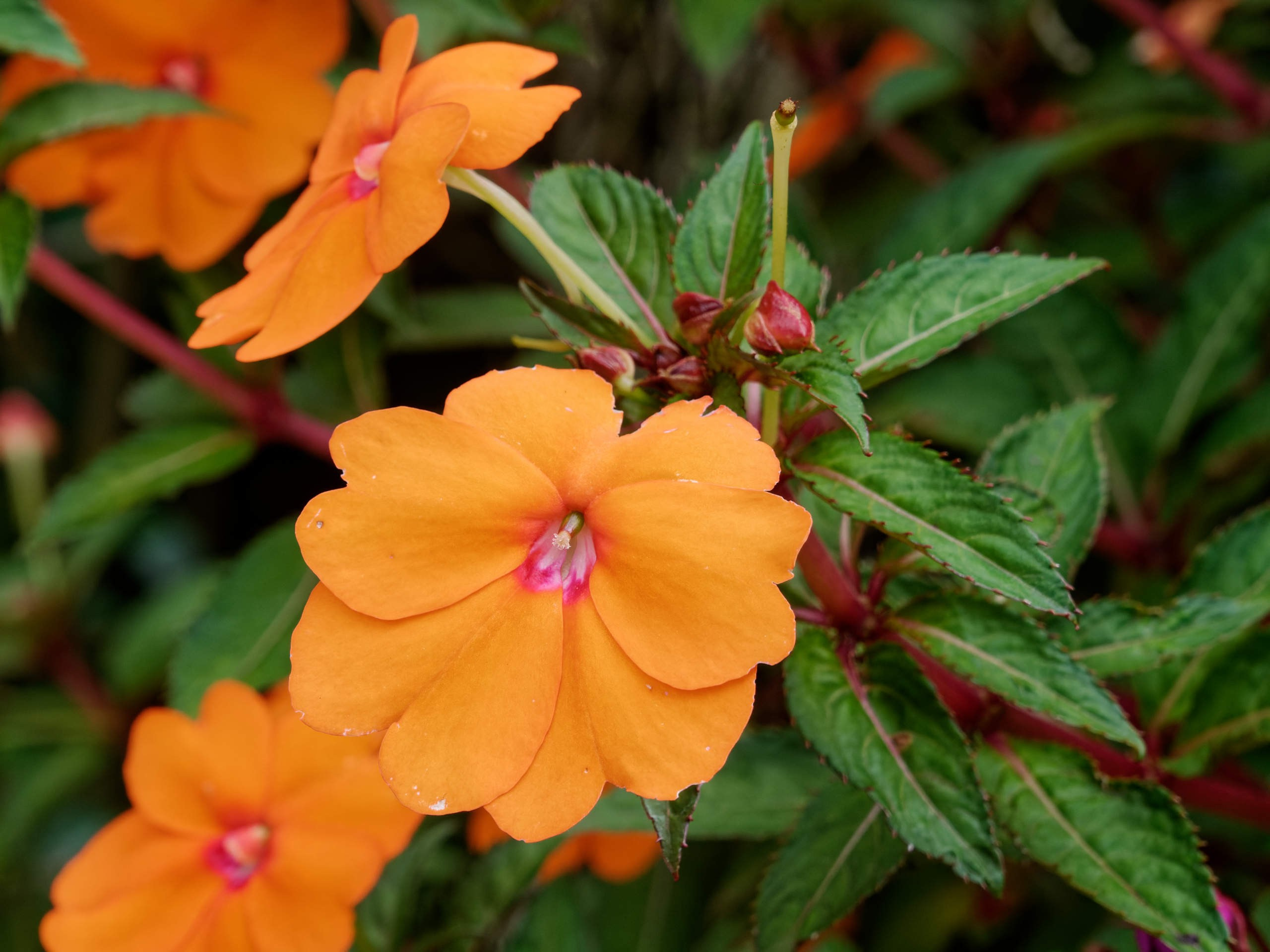 Далат 2023. Избранные фотографии