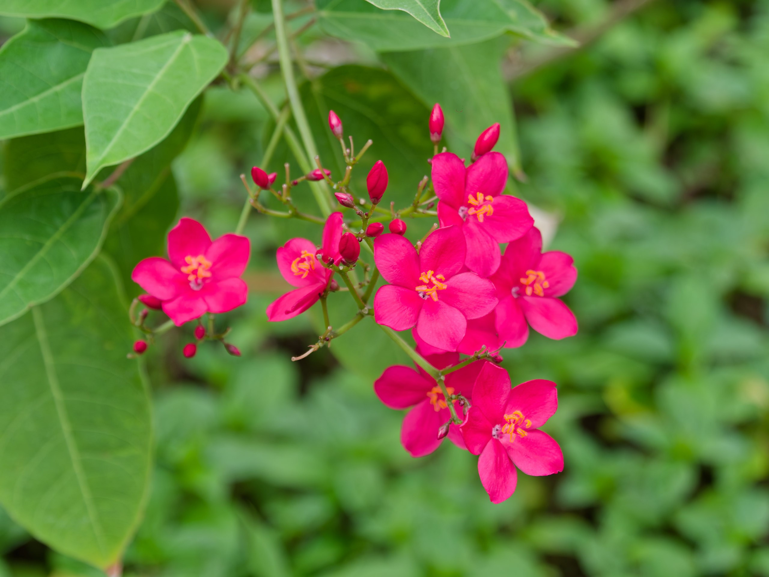 Хайнань 2026, флора, цветы и деревья. Фотопрогулки по Миру