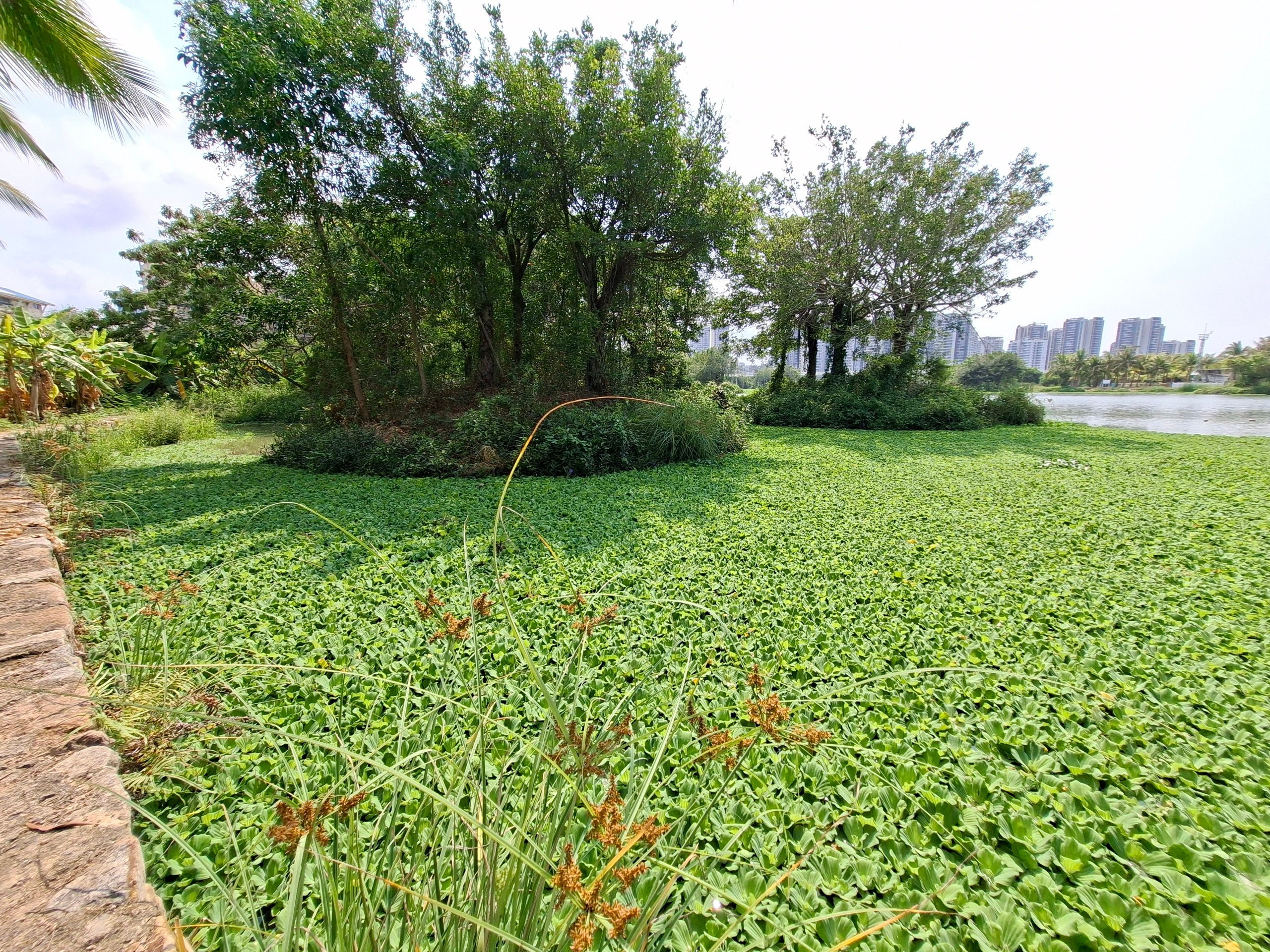Хайнань 2026, флора, цветы и деревья. Фотопрогулки по Миру