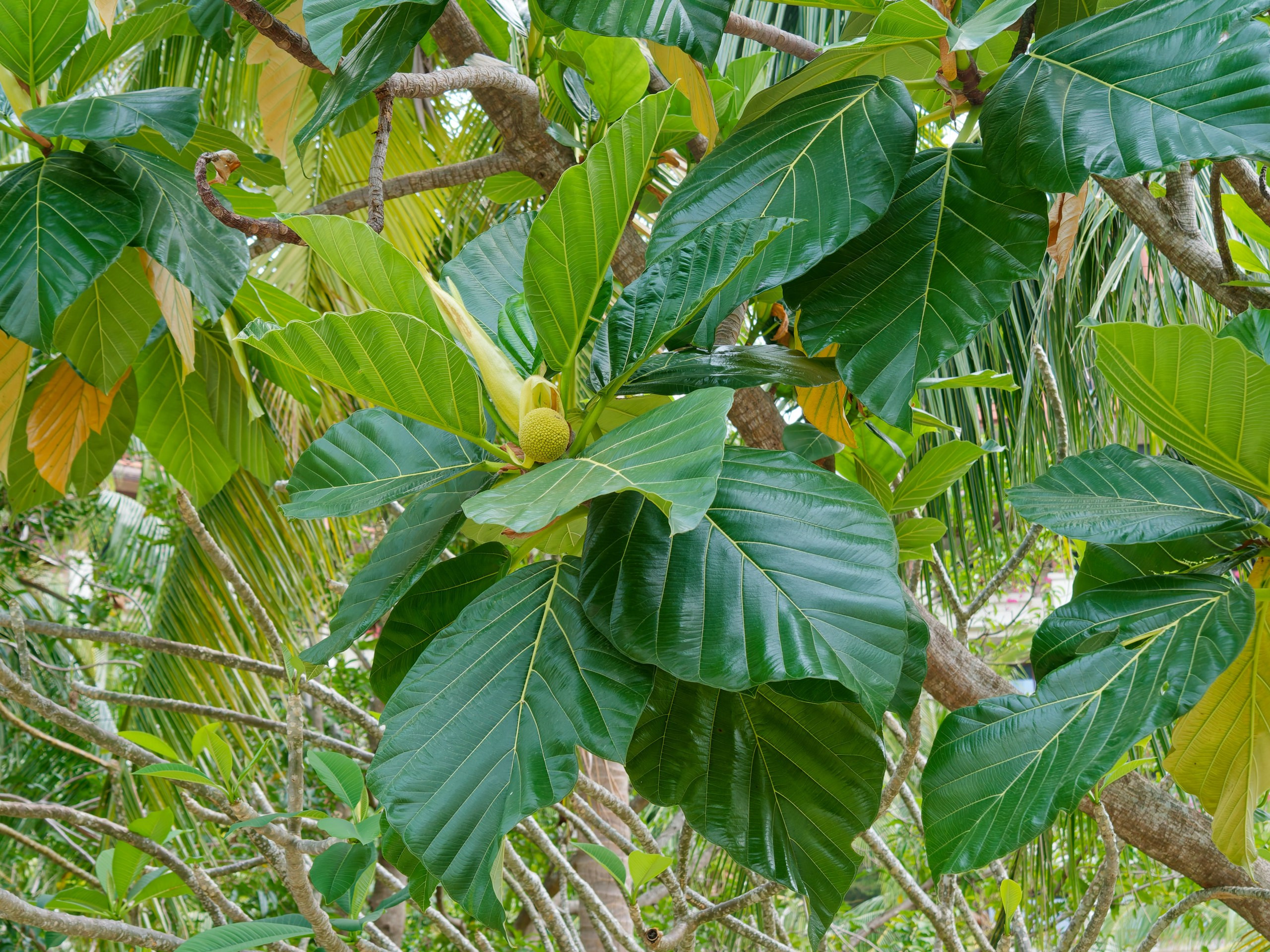 Хайнань 2026, флора, цветы и деревья. Фотопрогулки по Миру