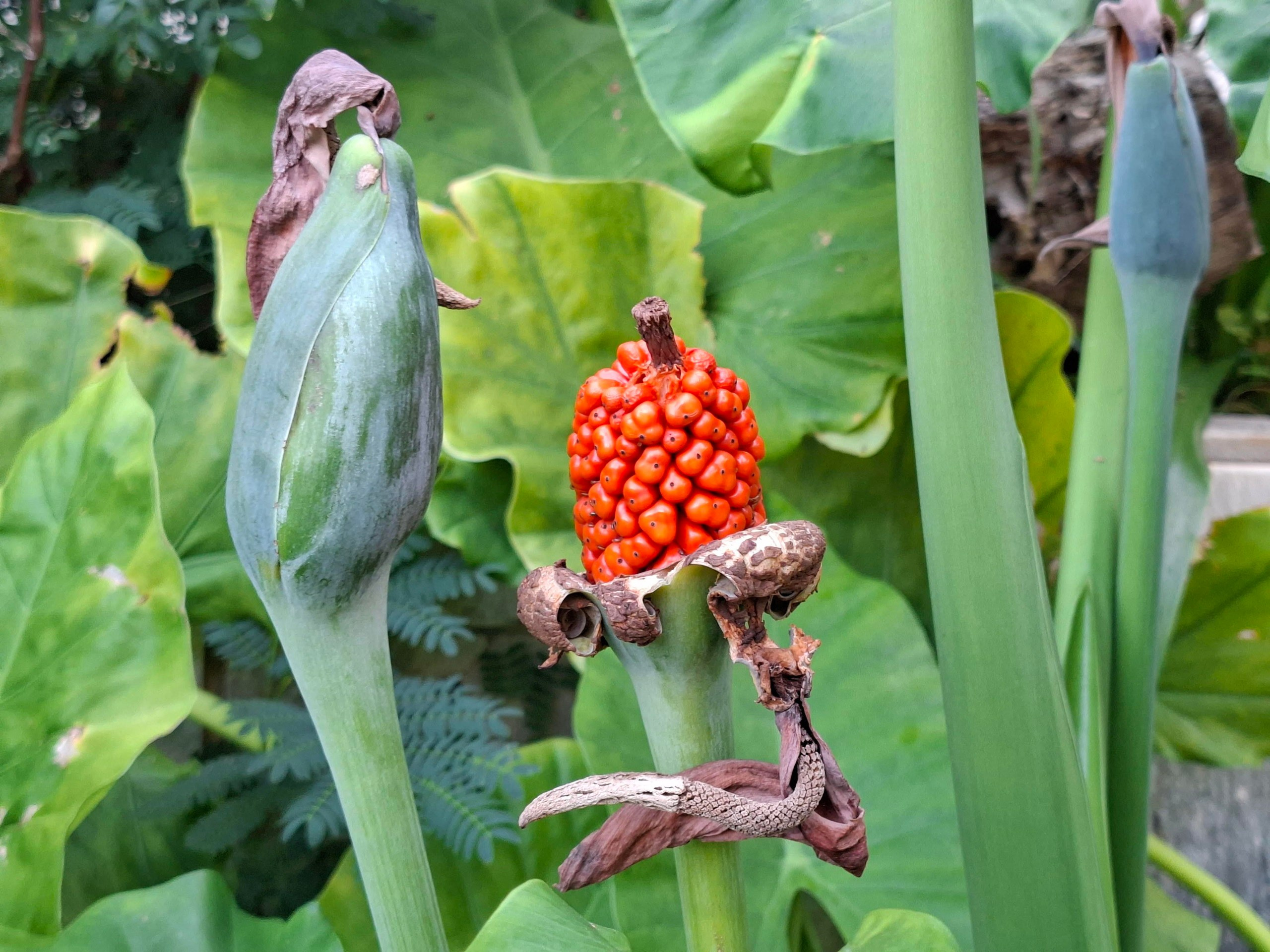 Хайнань 2026, флора, цветы и деревья. Фотопрогулки по Миру