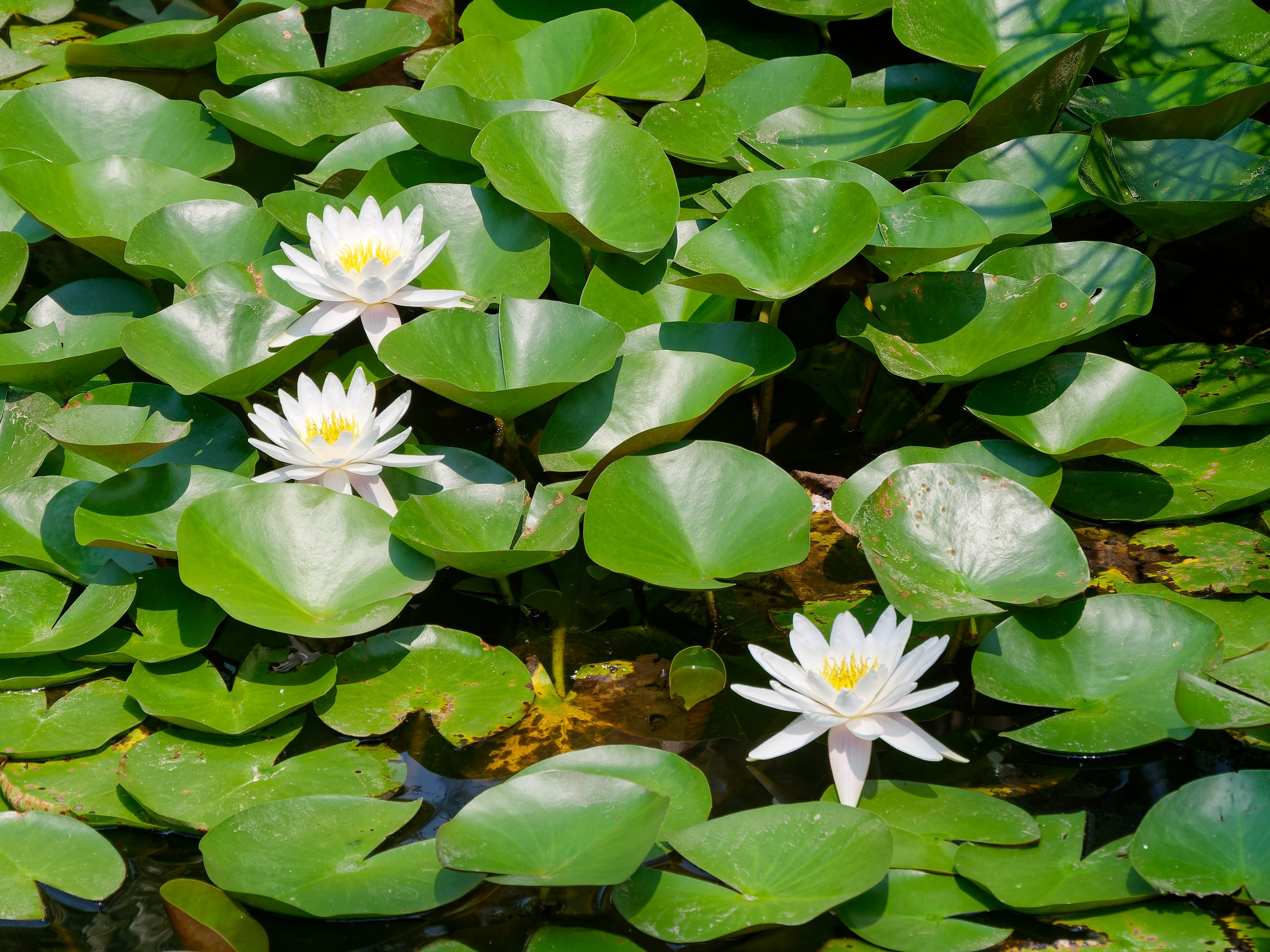 Хайнань 2026, флора, цветы и деревья. Фотопрогулки по Миру