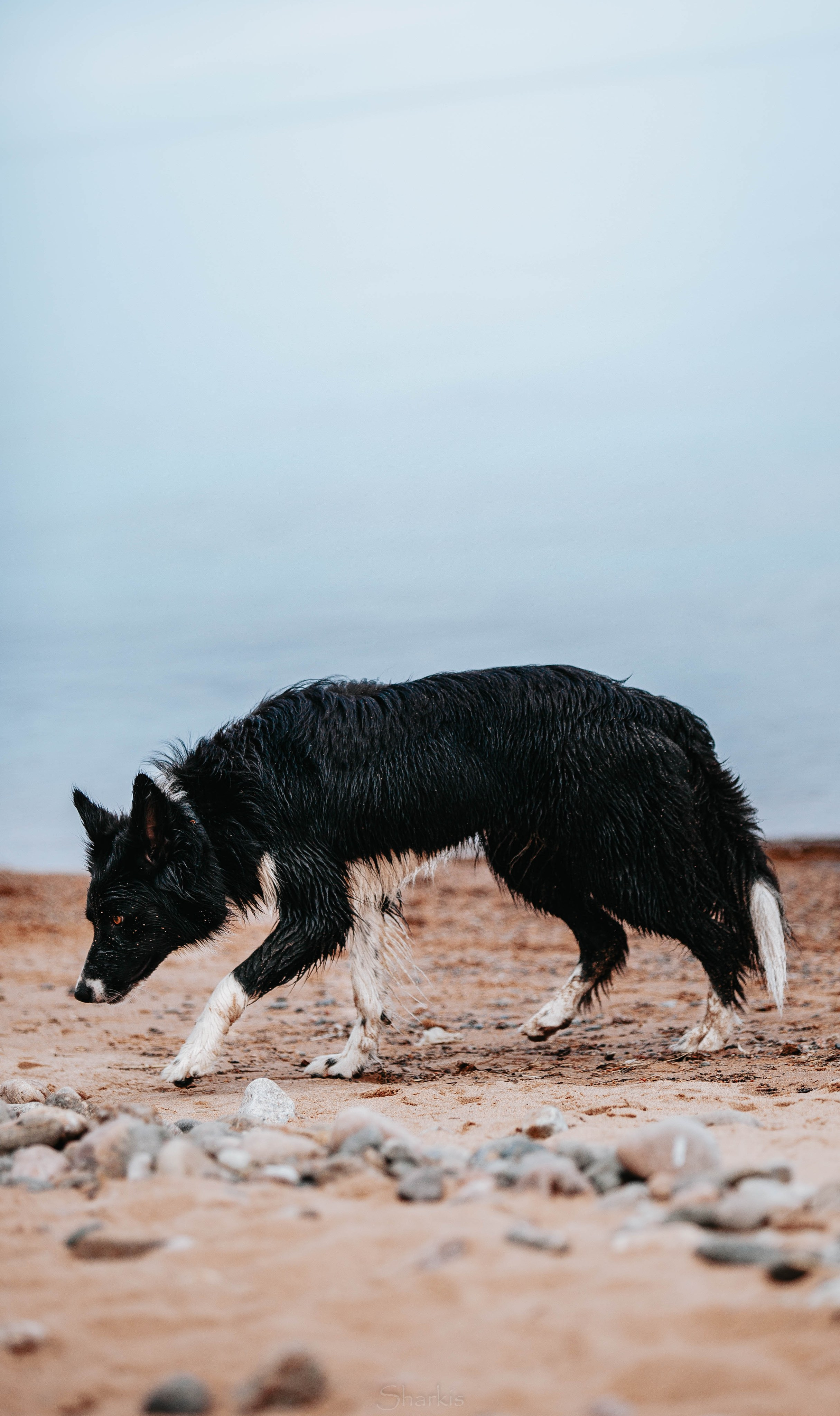 Кида и Сирша. Главная