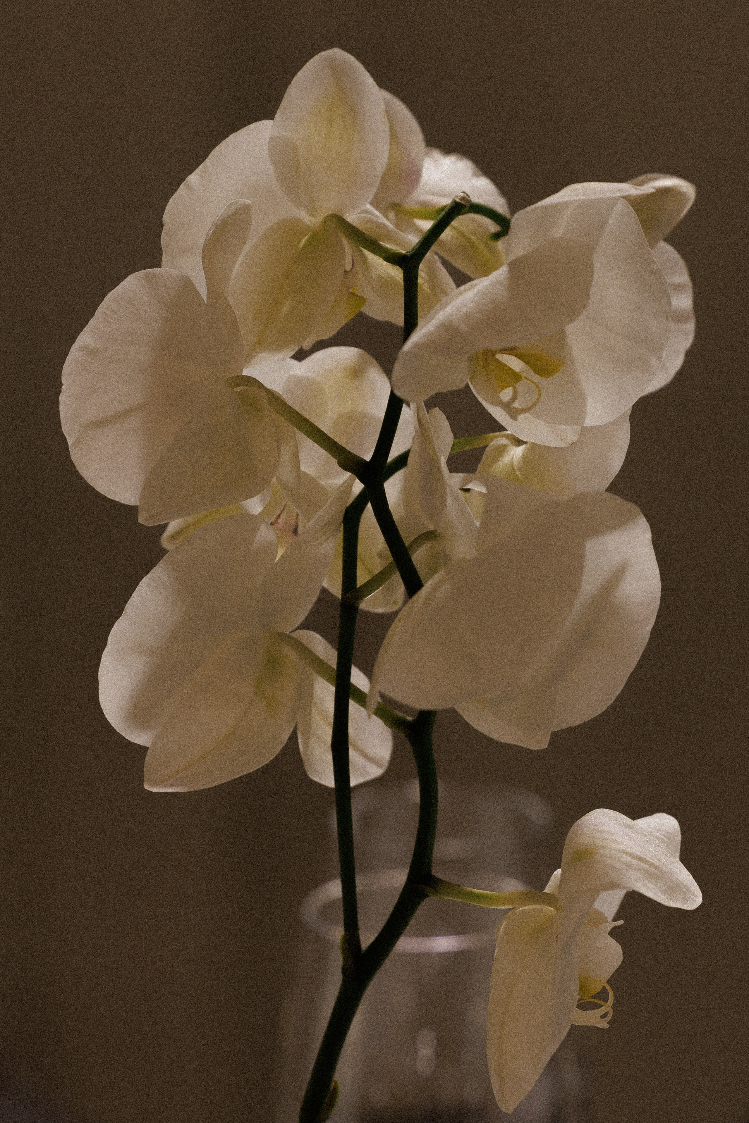 V & A. Свадебный и event-фотограф Иван Волнухин