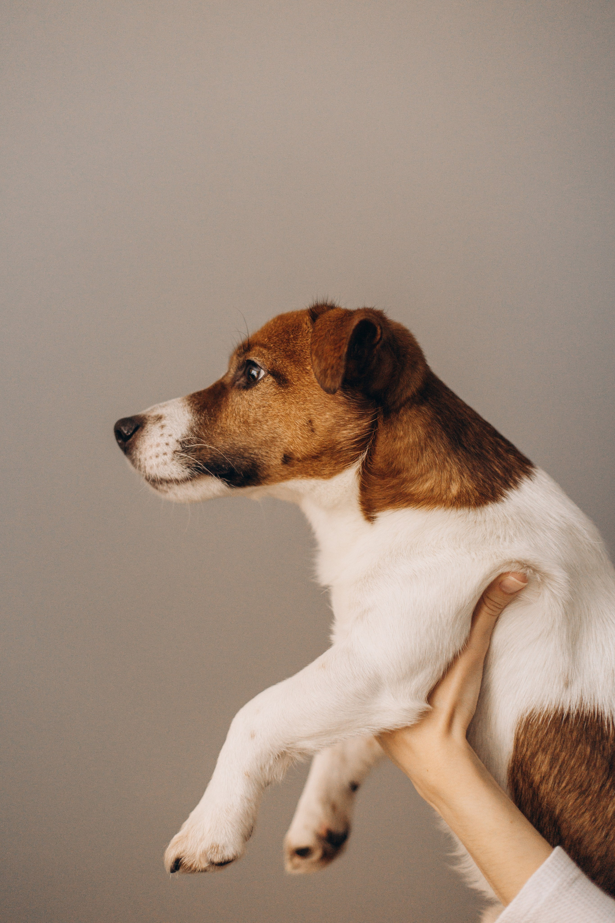 Джой и его семья. Фотограф — Анималист | Санкт-Петербург