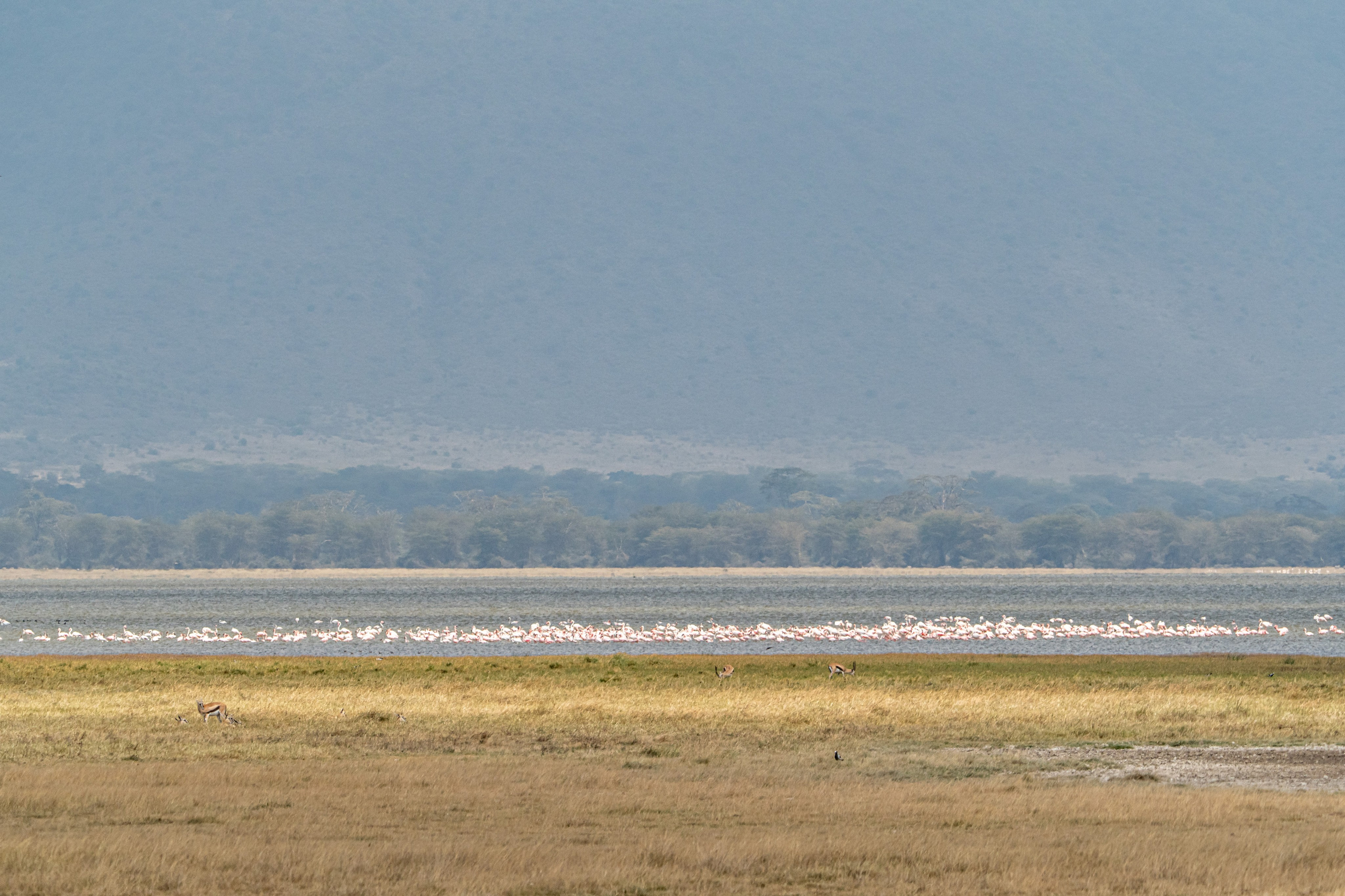 Танзания, сафари, 2025. Творческие сьемки