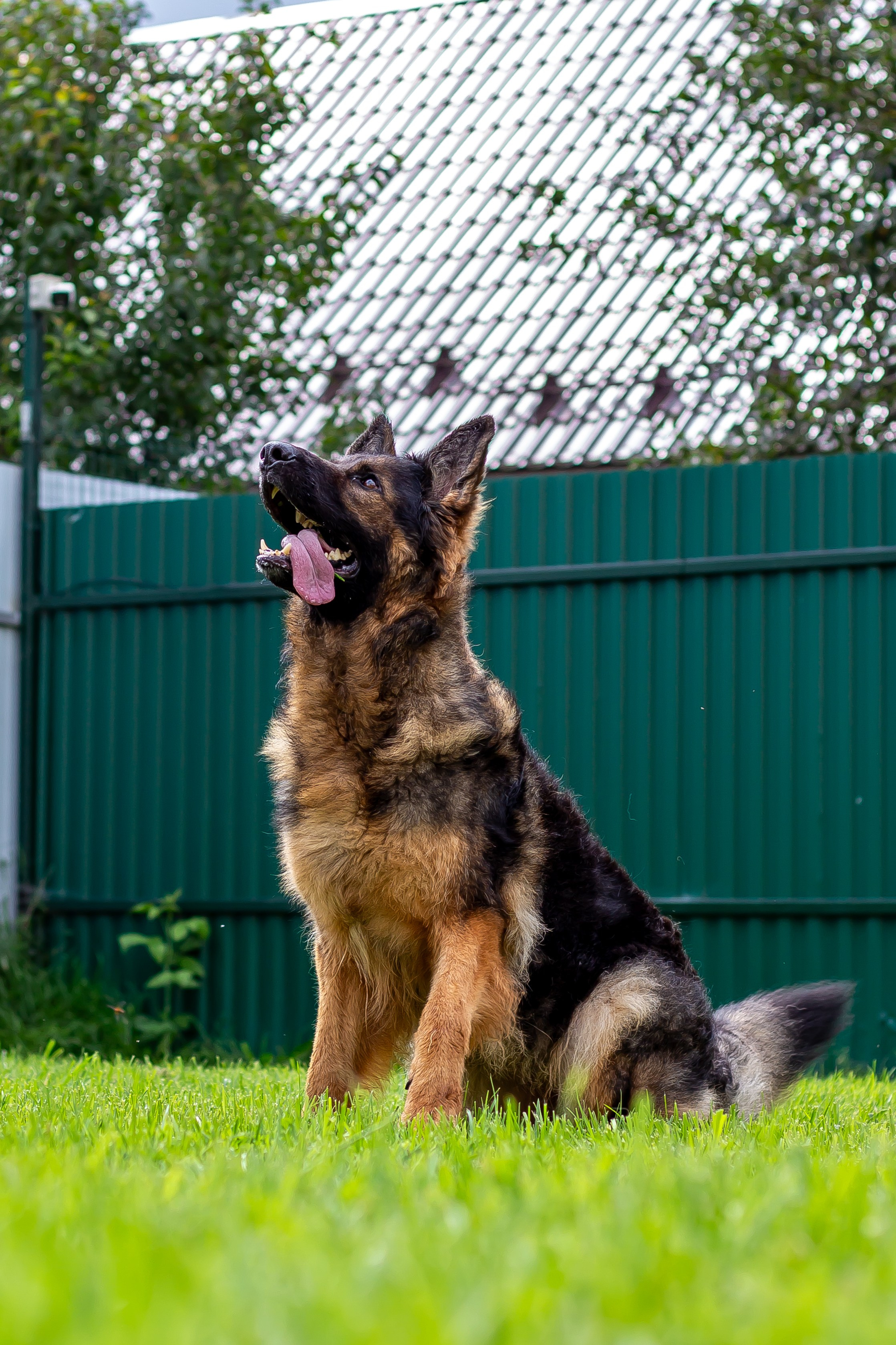 Собачья жизнь — Зоогостиница «Счастливые мечтатели». Фотограф • Орехово-Зуево • Балашиха • TEFO