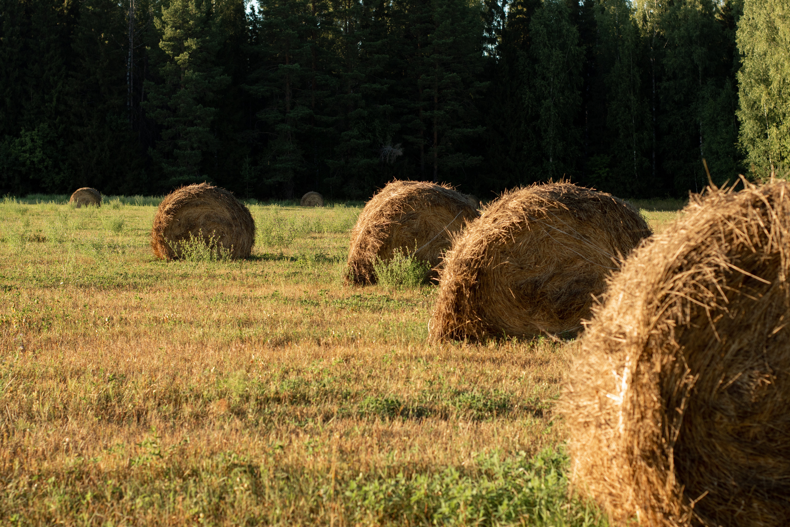Сенокос. Киров