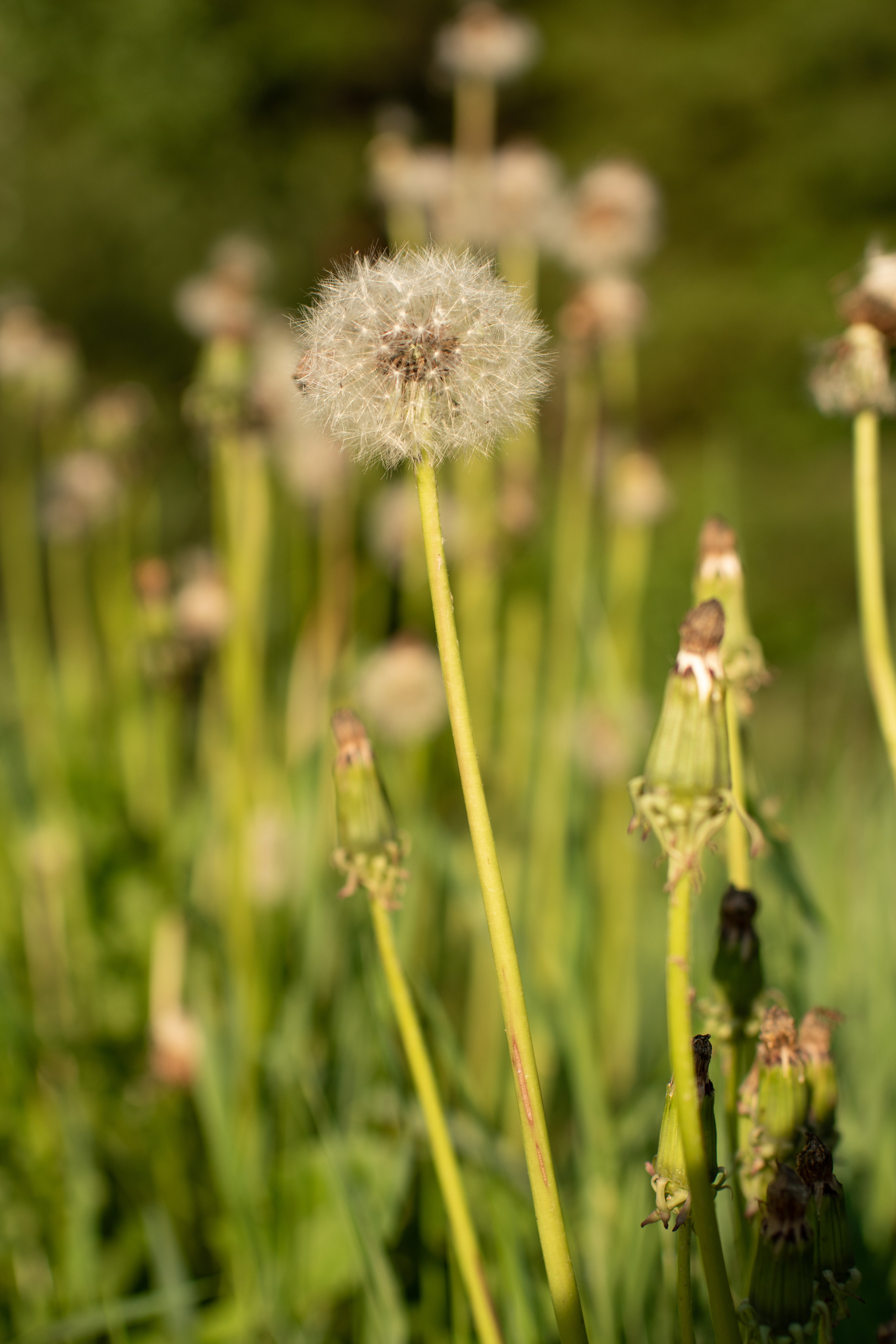 Кусочек лета. Киров, Кировская область. Фотограф в Кирове Инна Софронова