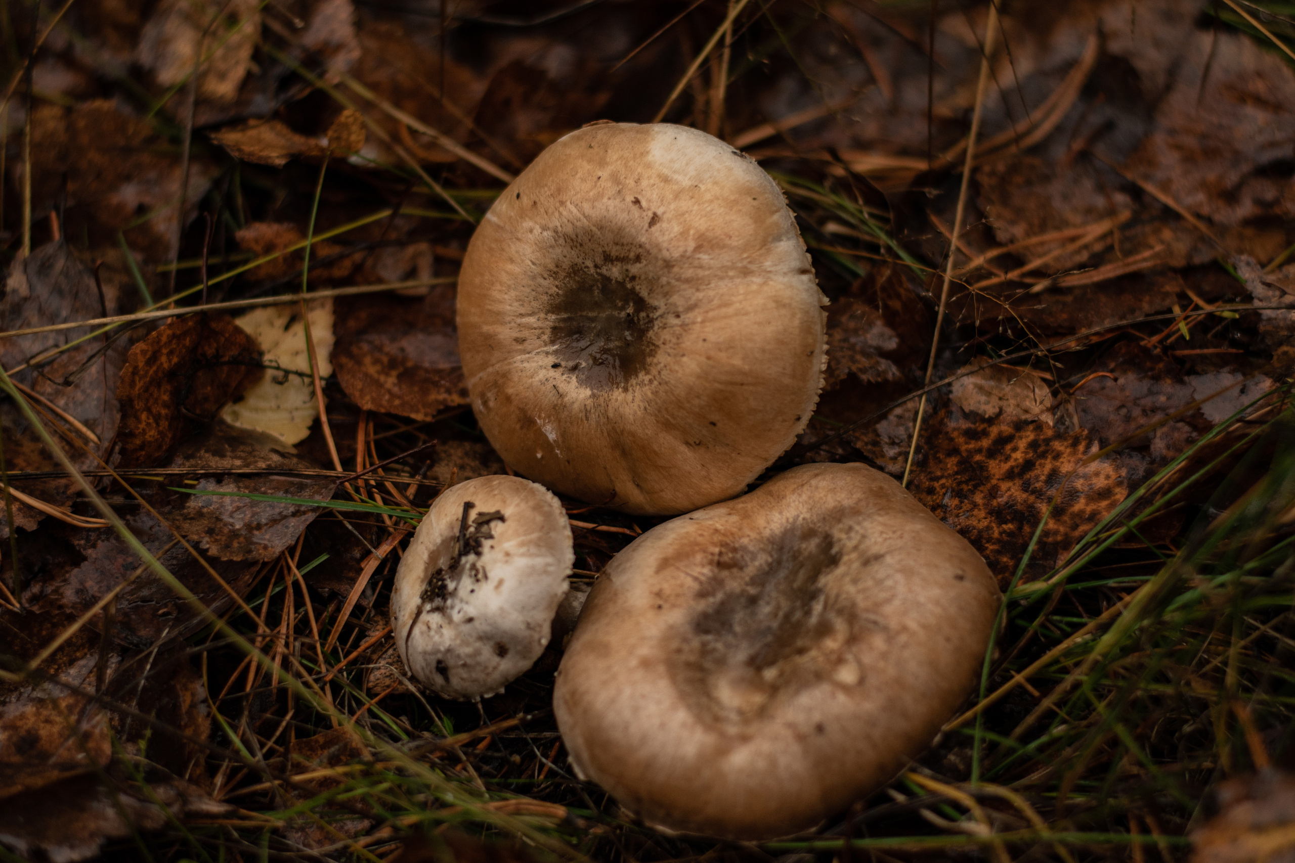 Фотосессия мужского портрета. Фотограф в Кирове Инна Софронова