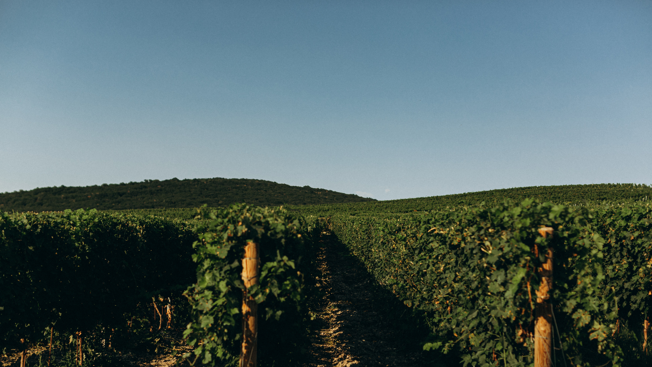 D&A. Никита Погосов