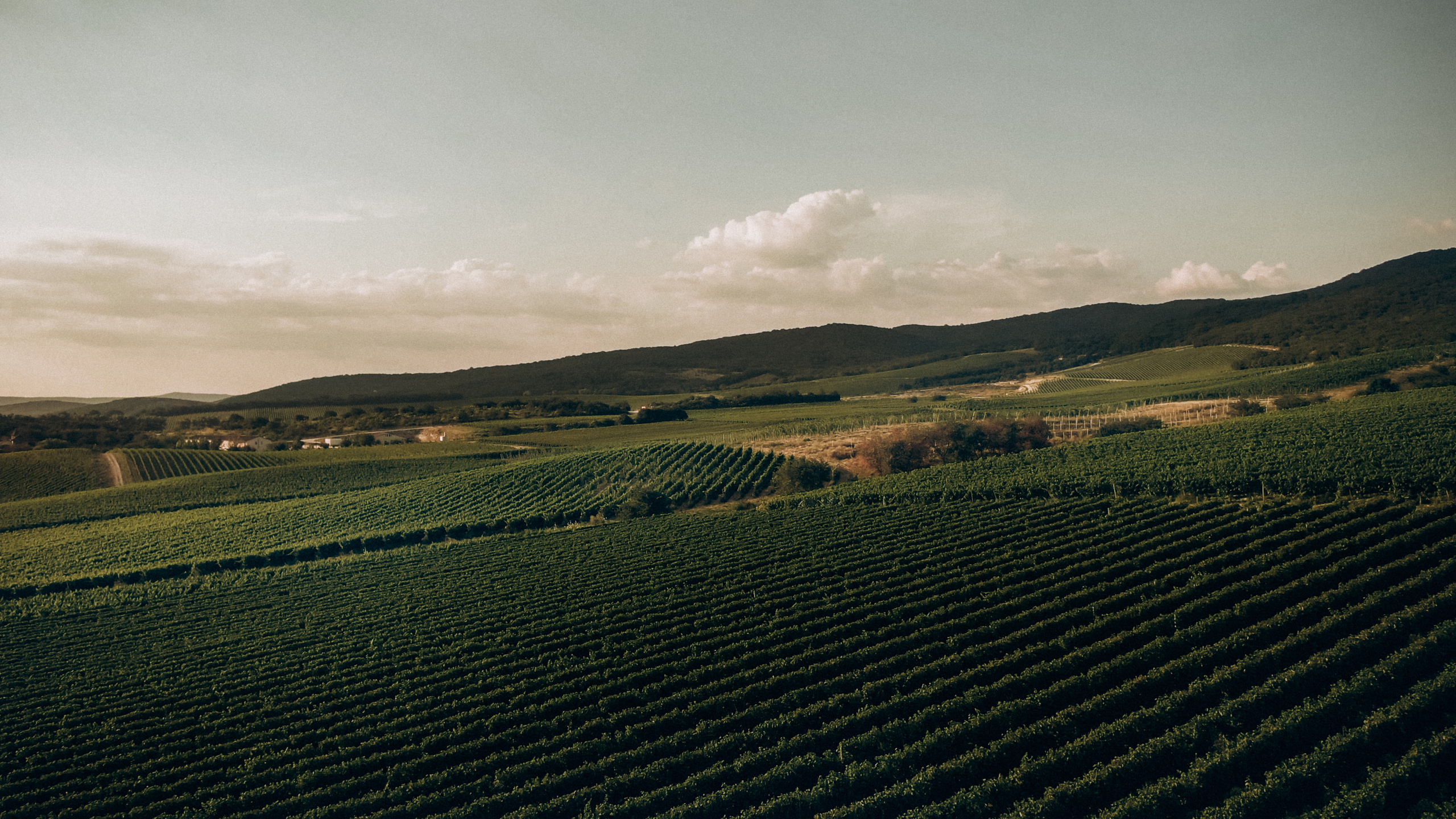 D&A. Никита Погосов