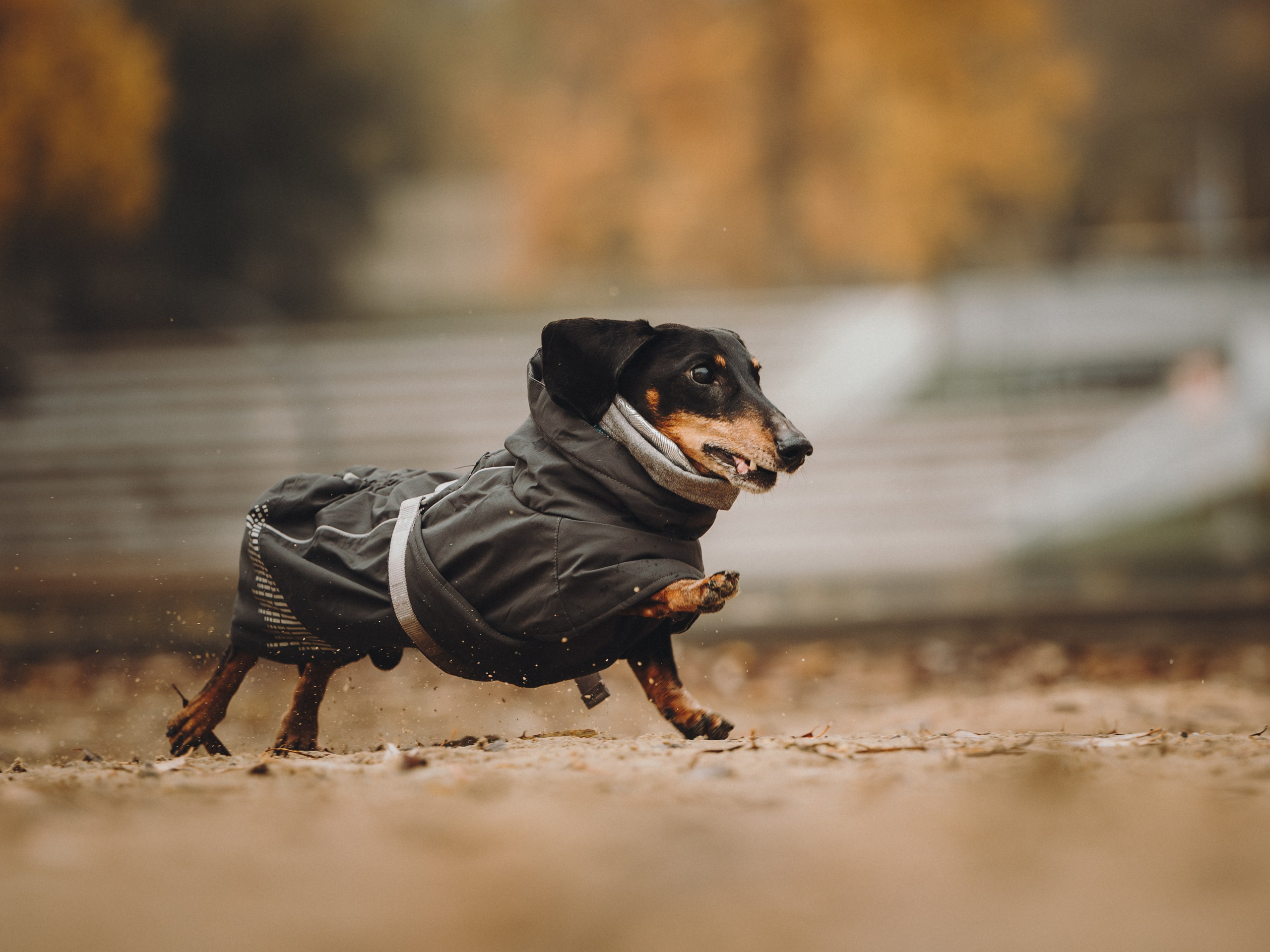 Аня, Оскар и Яр. Семейный фотограф анималист Ананьева Мария — Москва